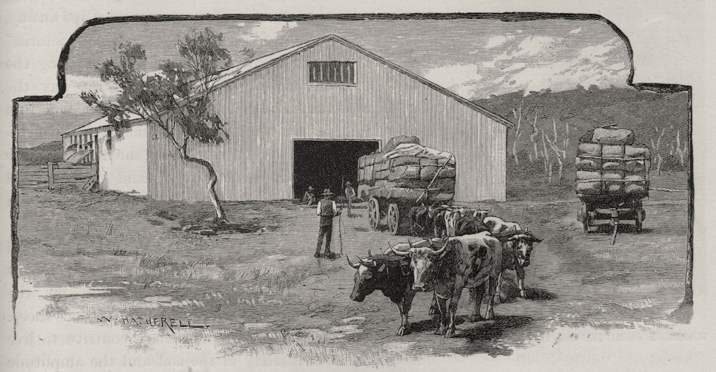 Wool Shed. Sheep farming. Australia 1890 old antique vintage print picture