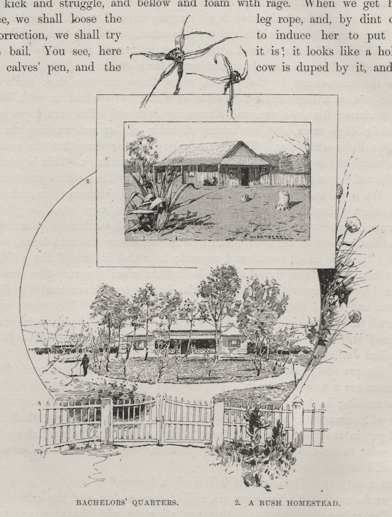 Bachelors' Quarters and A Bush Homestead. Australia 1890 old antique print