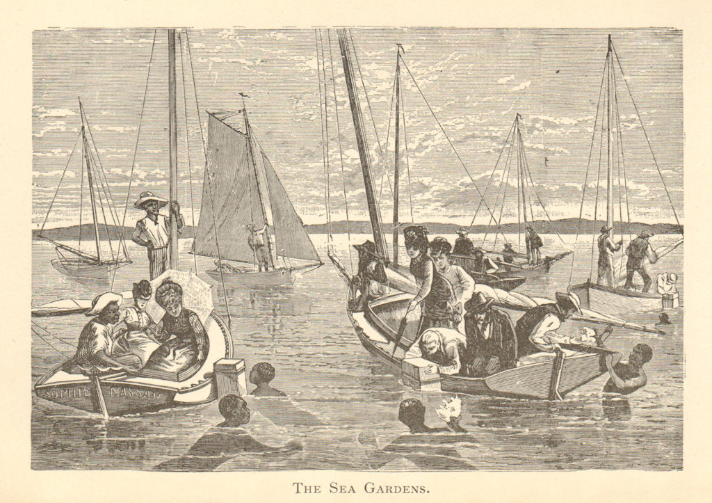The Sea Gardens, Athol Island, NASSAU, BAHAMAS. Coral conches 1891 old print