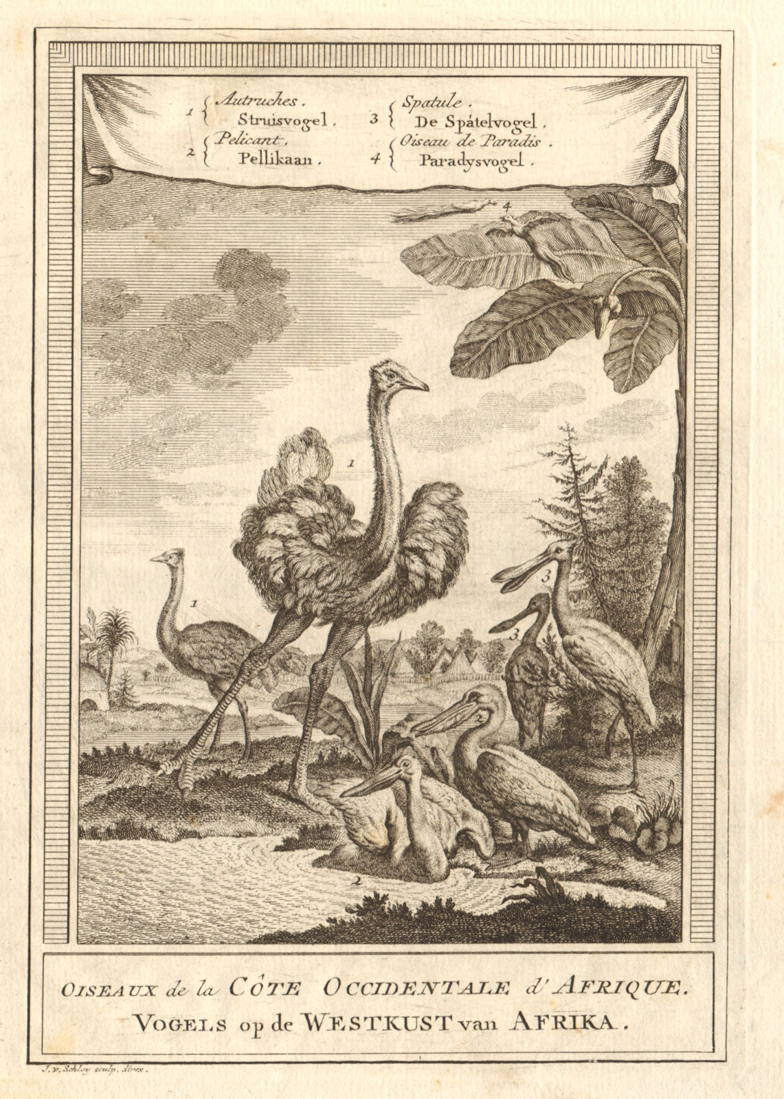 Associate Product West African birds. Ostrich pelican spoonbill bird of paradise. SCHLEY 1747