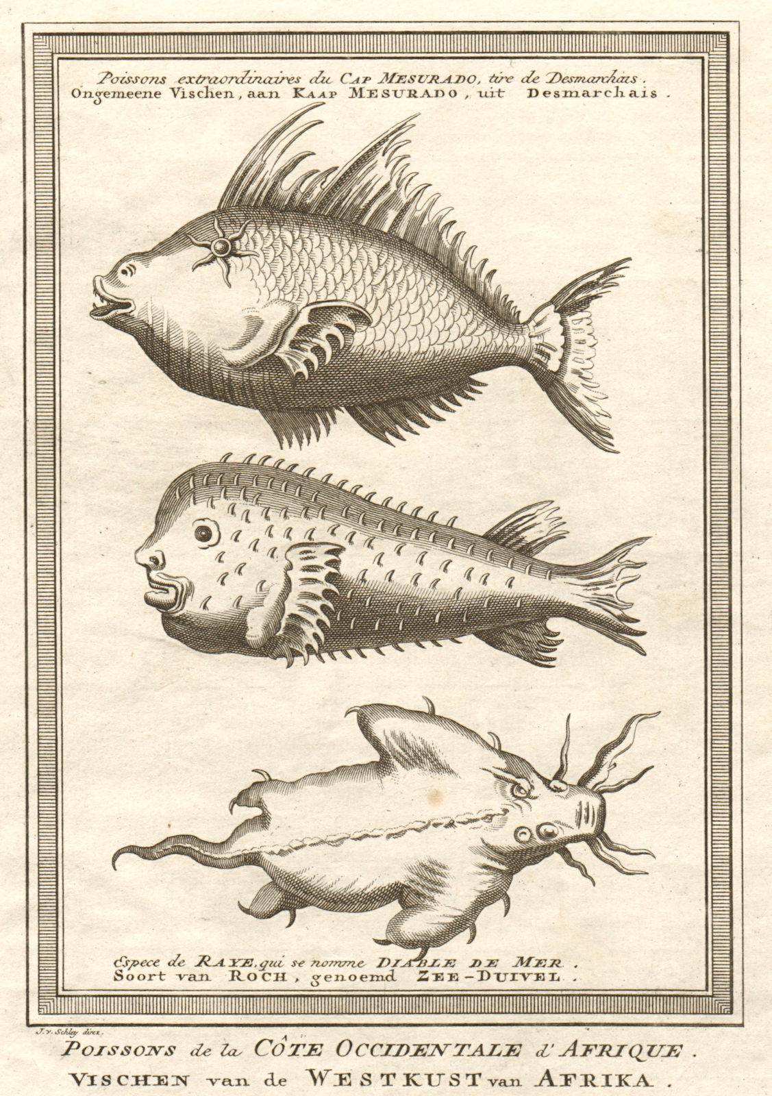 Associate Product Liberia. Cape Mesurado fish. Porcupine fish. Sea Devil ray. SCHLEY 1748 print