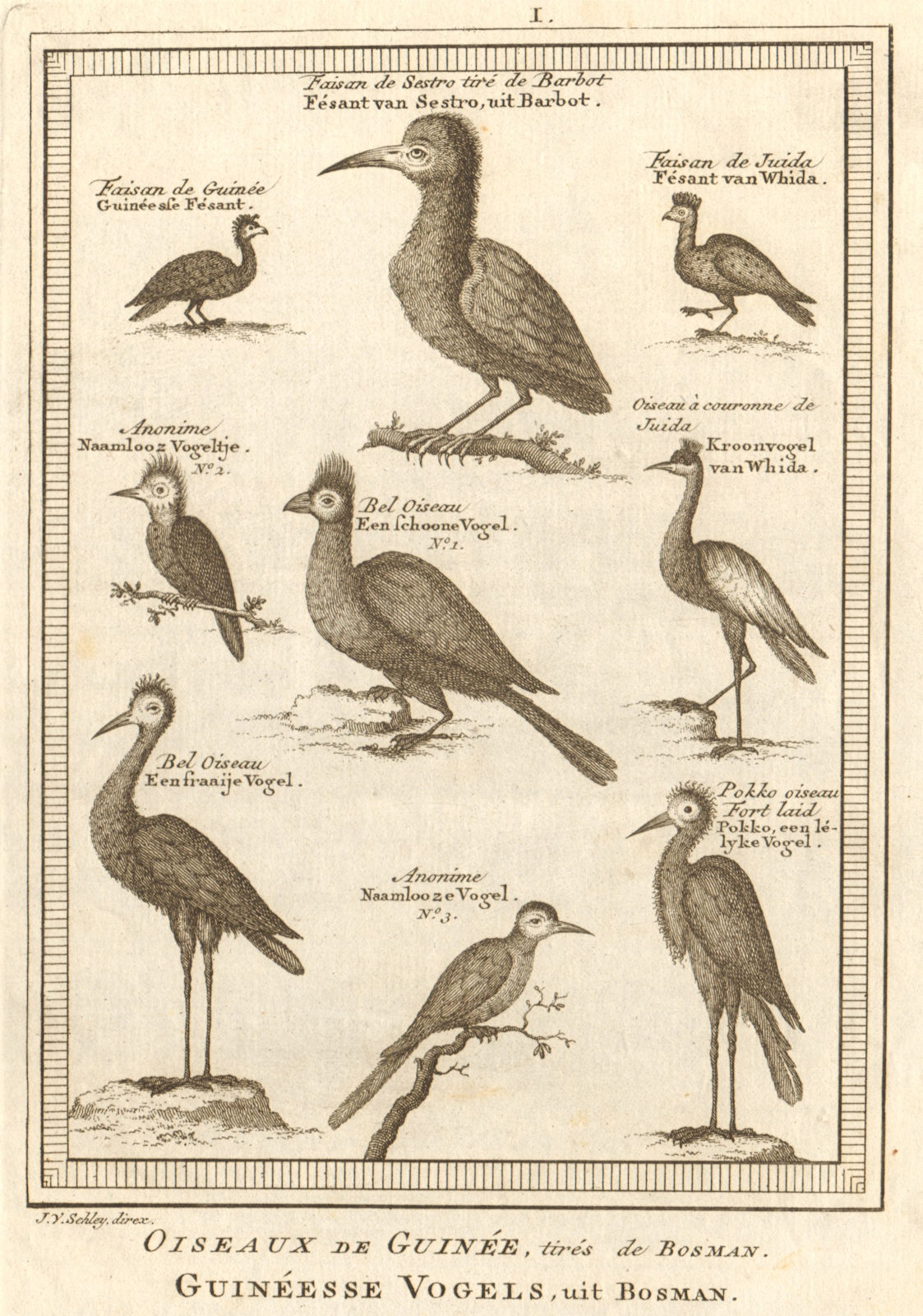 Oiseaux de Guinée. West African birds Sestro Ouidah Guinea pheasants SCHLEY 1748