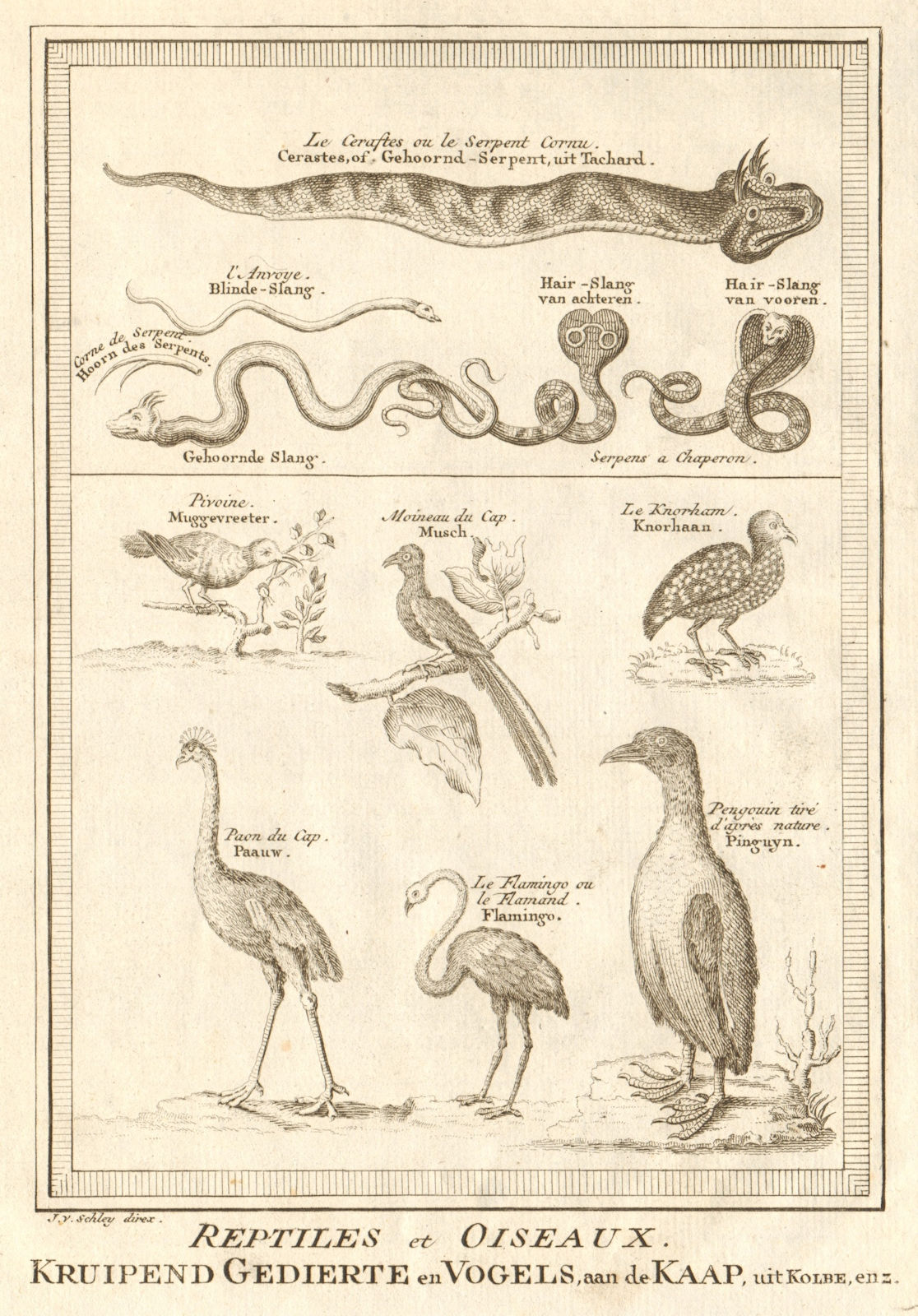 Associate Product 'Reptiles & Oiseaux'. Africa. Reptiles & Birds. SCHLEY 1748 old antique print