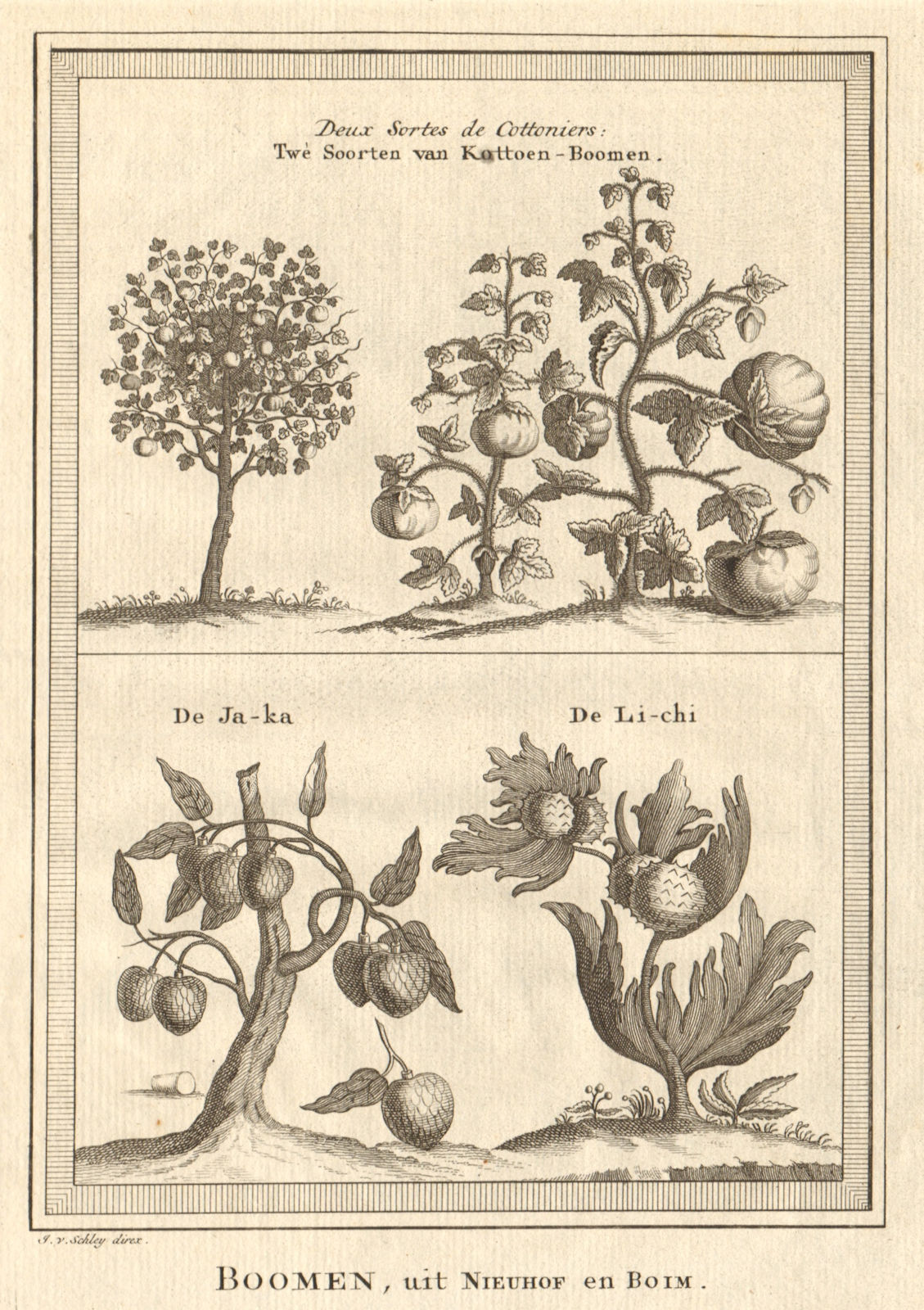 China. Cotton trees. Lychee. Ata, Sugar/custard apple or sweetsop. SCHLEY 1749