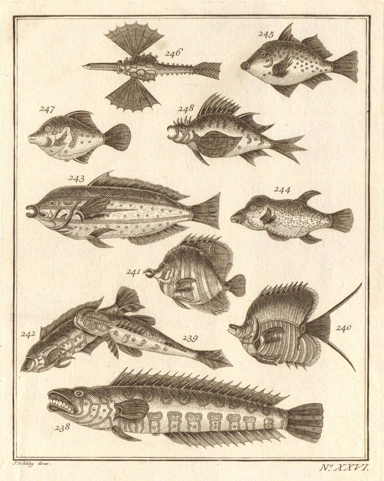 Associate Product XXVI. Poissons d'Ambione. Indonesia Moluccas Maluku tropical fish. SCHLEY 1763
