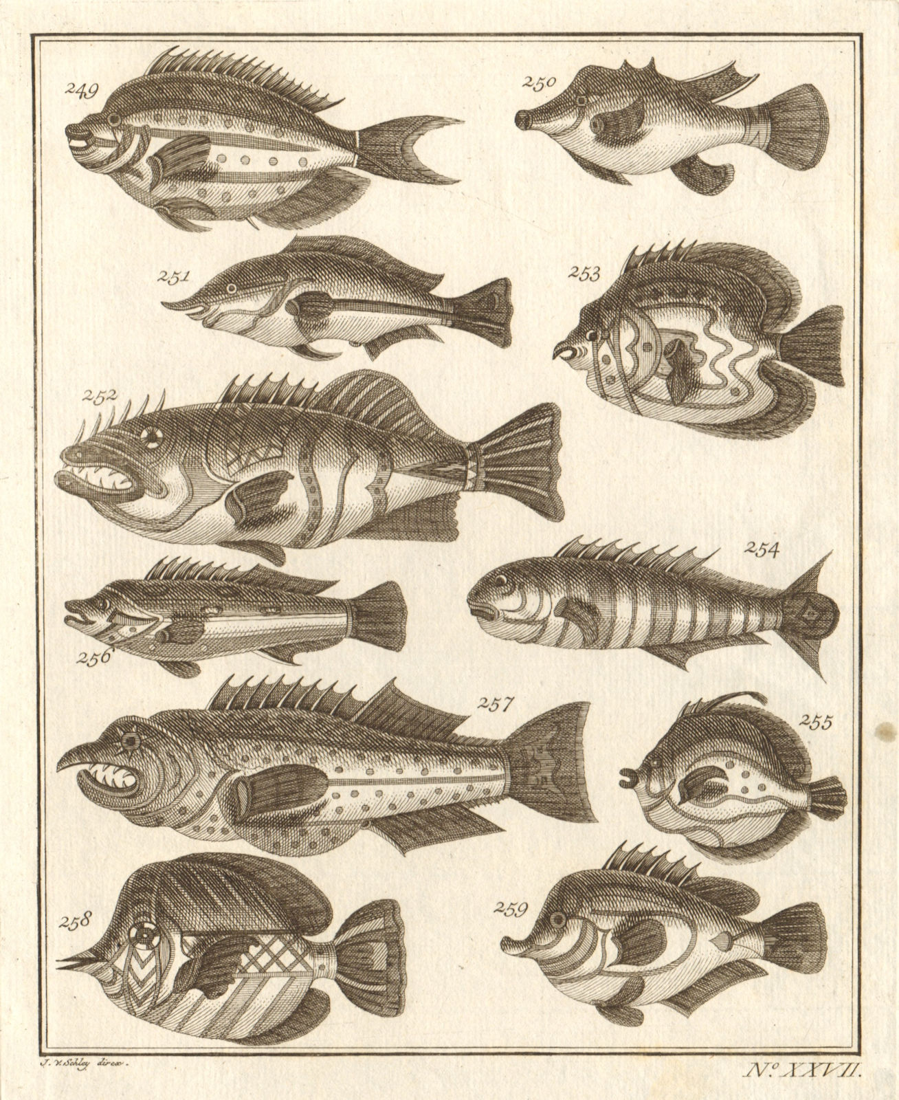 XXVII. Poissons d'Ambione. Indonesia Moluccas Maluku tropical fish. SCHLEY 1763
