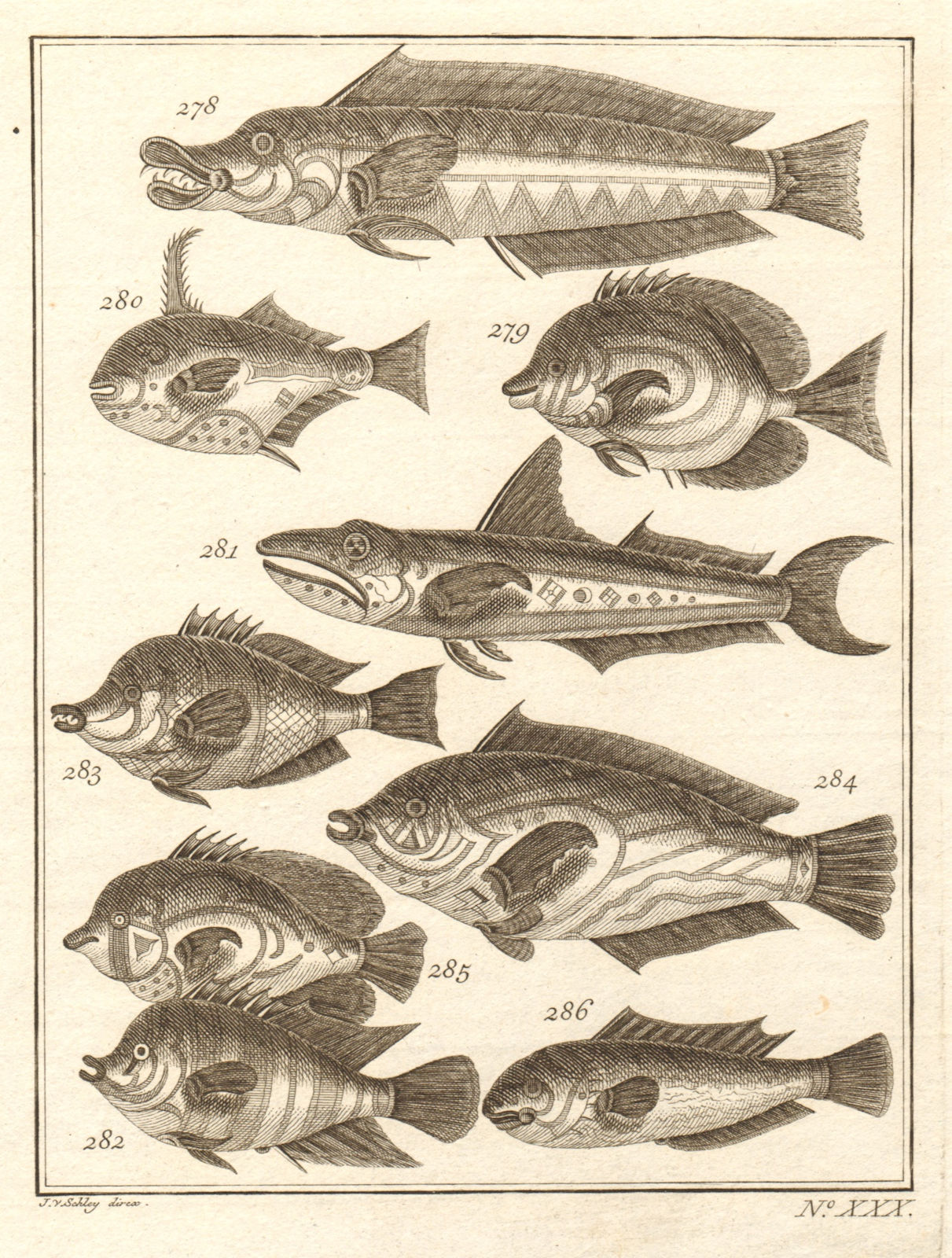 Associate Product XXX. Poissons d'Ambione. Indonesia Moluccas Maluku tropical fish. SCHLEY 1763