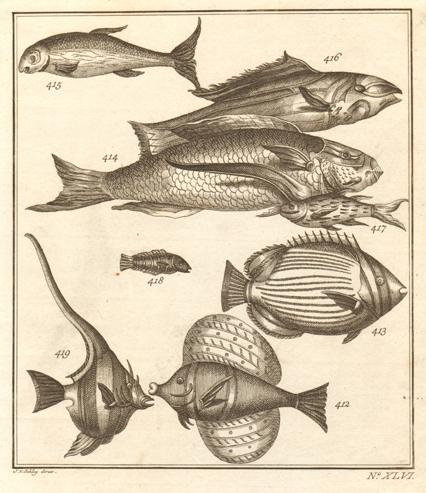 Associate Product XLVI. Poissons d'Ambione. Indonesia Moluccas Maluku tropical fish. SCHLEY 1763