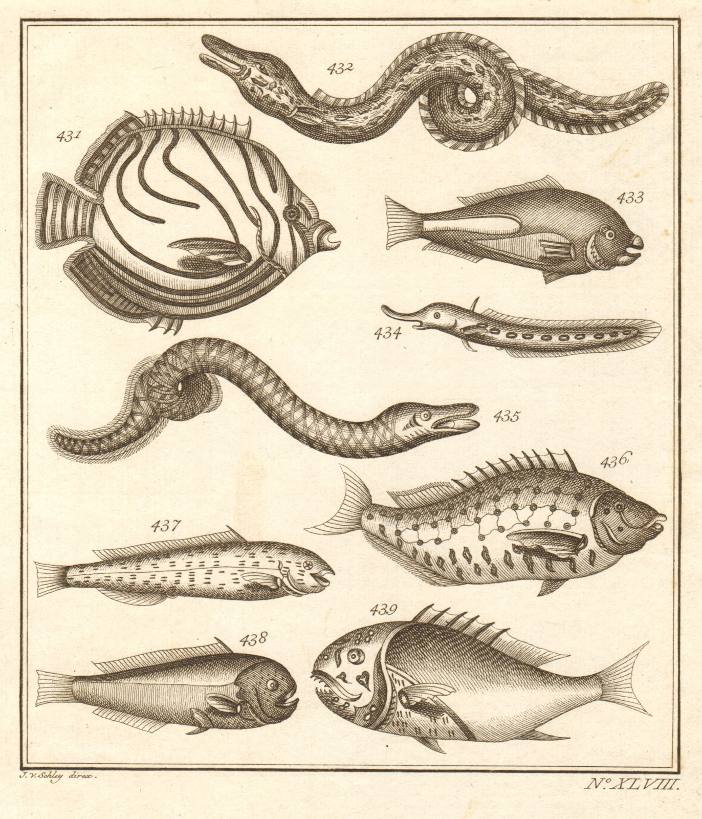 XLVIII. Poissons d'Ambione. Indonesia Moluccas Maluku tropical fish. SCHLEY 1763
