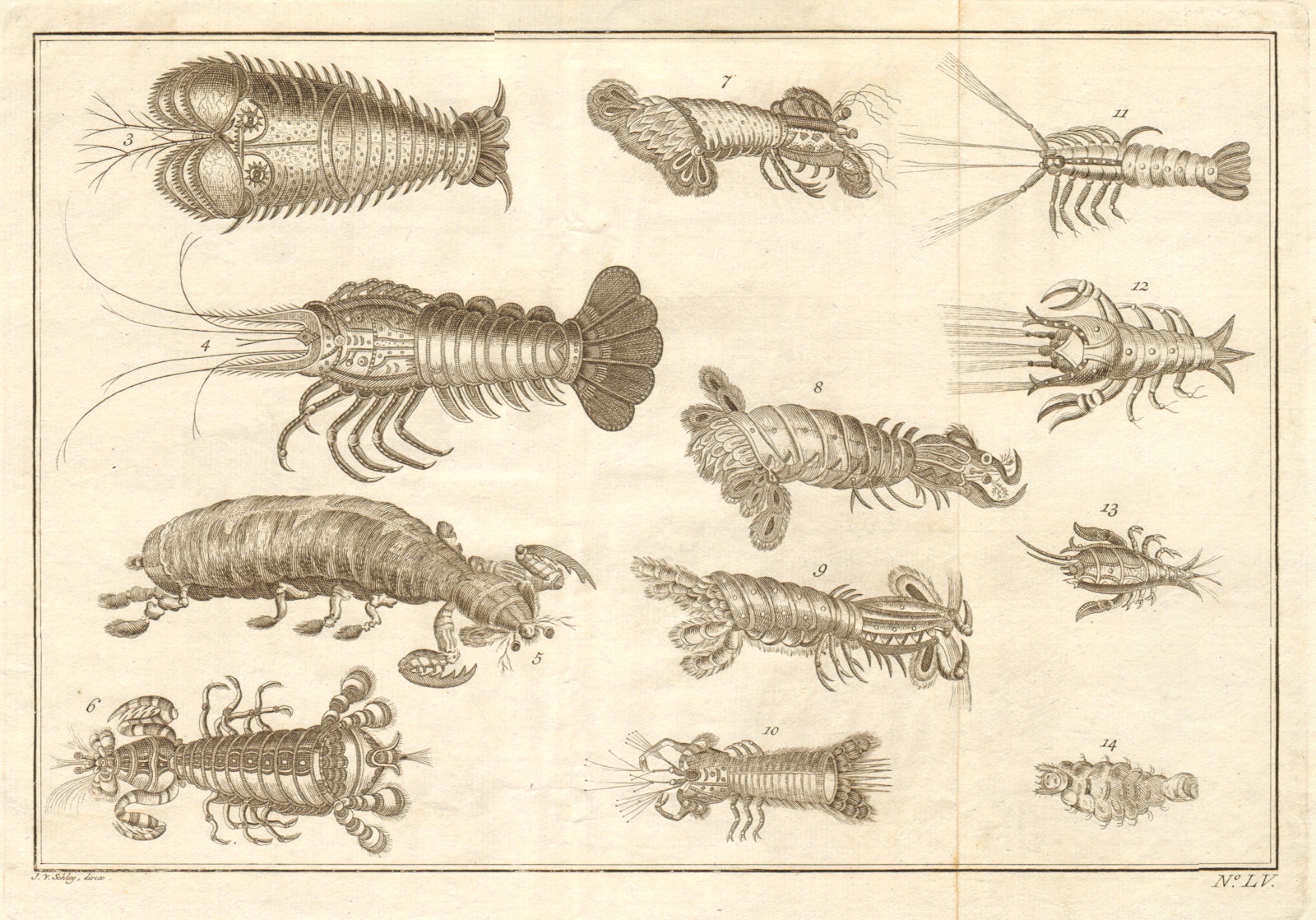 LV - Ecrevisses d'Amboine. Indonesia. Crayfish of Ambon. Maluku. SCHLEY 1763