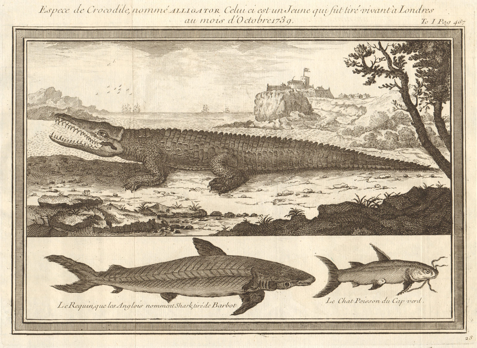 Associate Product Young Alligator, drawn in London October 1739. Shark. Catfish 1746 old print