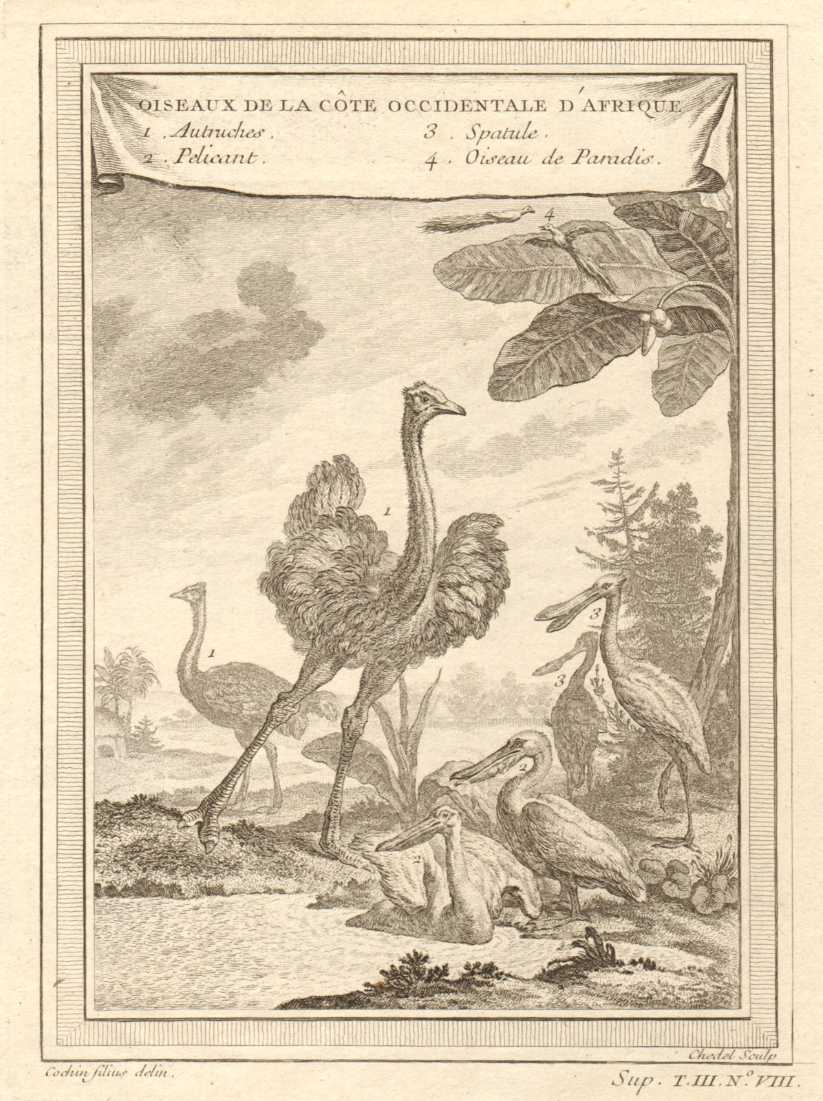 Associate Product West African birds. Ostrich pelican spoonbill bird of paradise 1747 old print