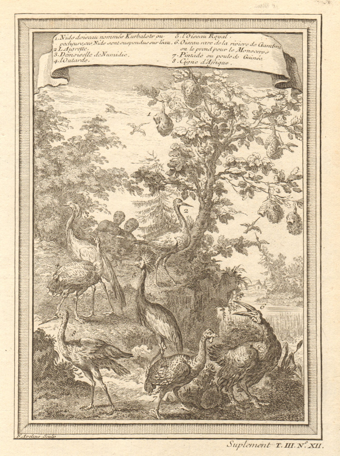 West African birds. Kurbalot Fisher Aigret Bustard Damsel Monoceros 1747 print
