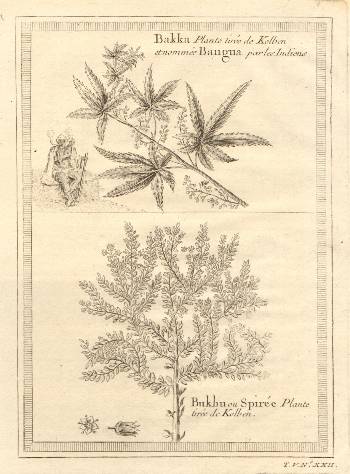 Associate Product Bakka, Dakha or Bangua plant. Bukhu plant or Spiraea. Kolben 1748 old print