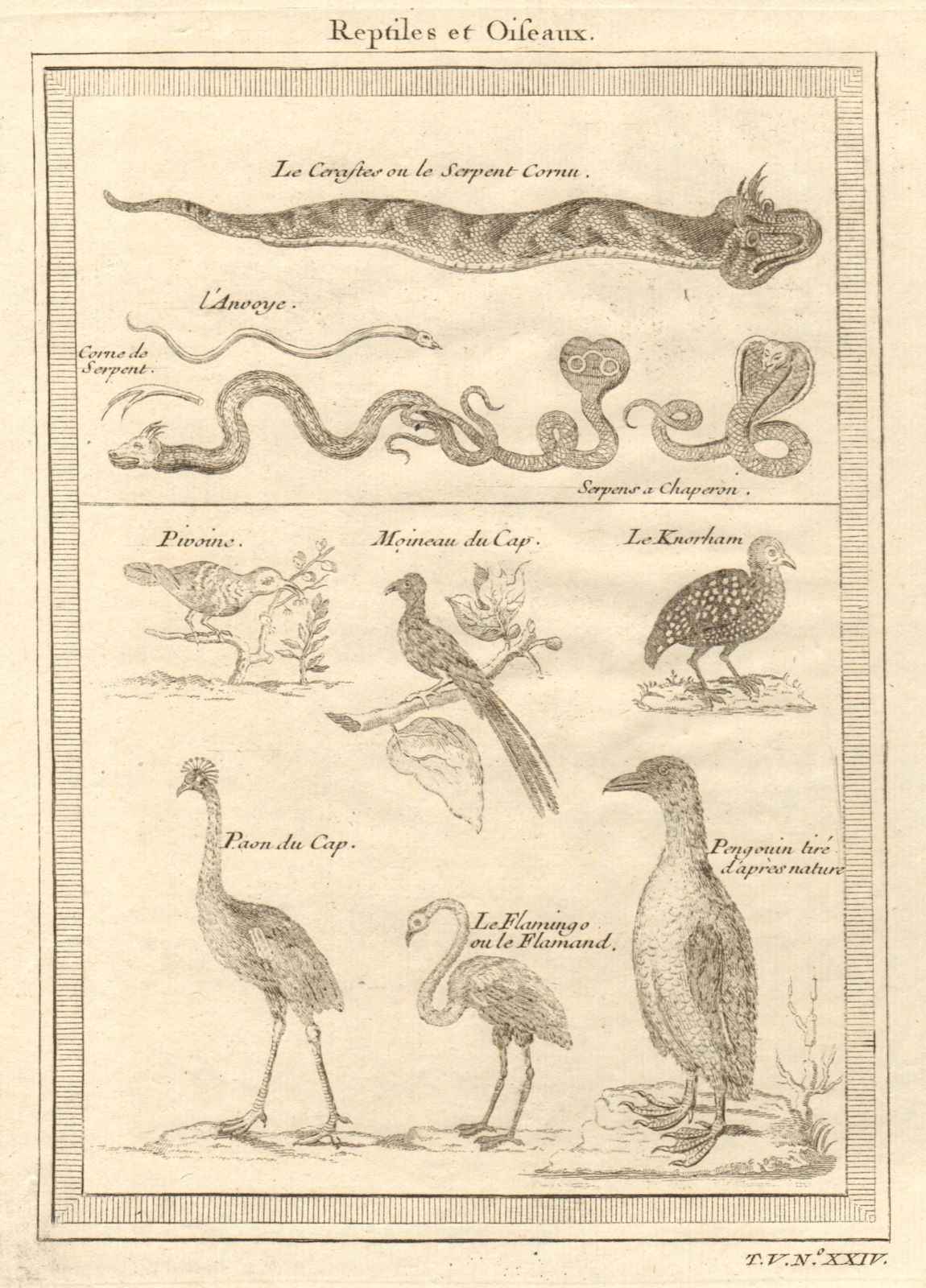 Associate Product African Reptiles & Birds. Horned viper Grey crowned crane Flamingo Penguin 1748