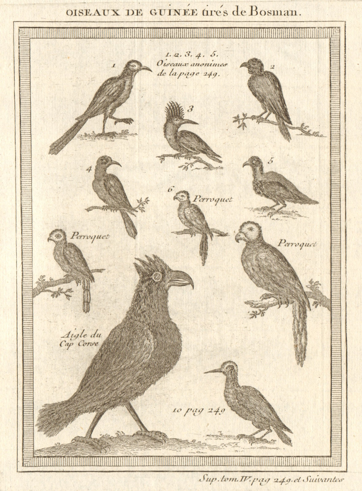 'Oiseaux de Guinée'. West African birds. Parrots. Cape Coast eagle 1748 print