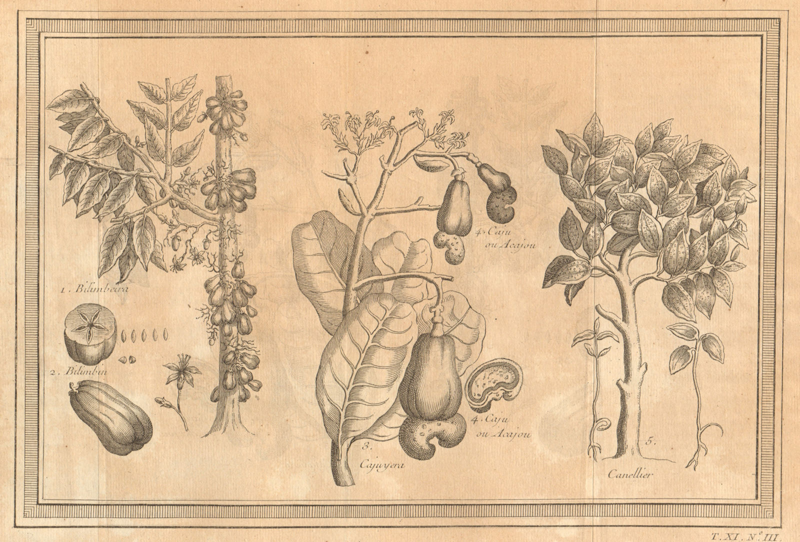 Associate Product Bilimbi tree. Bilimbi fruit. Cashew Tree. Cashew. Cinammon Tree 1753 old print
