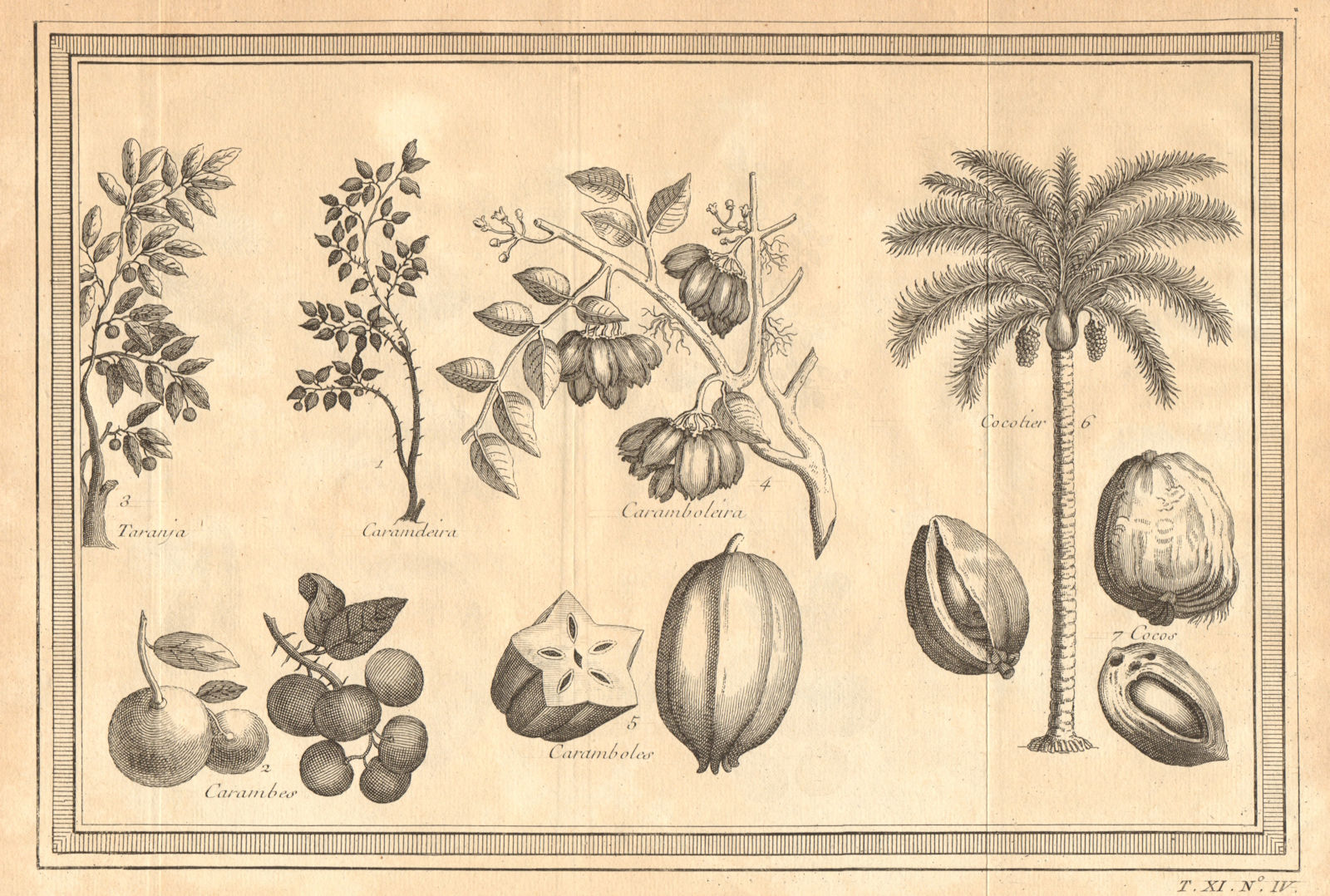 Tropical fruit. Carandas Bengal currant plum. Orange/Carambola/Coconut Star 1753