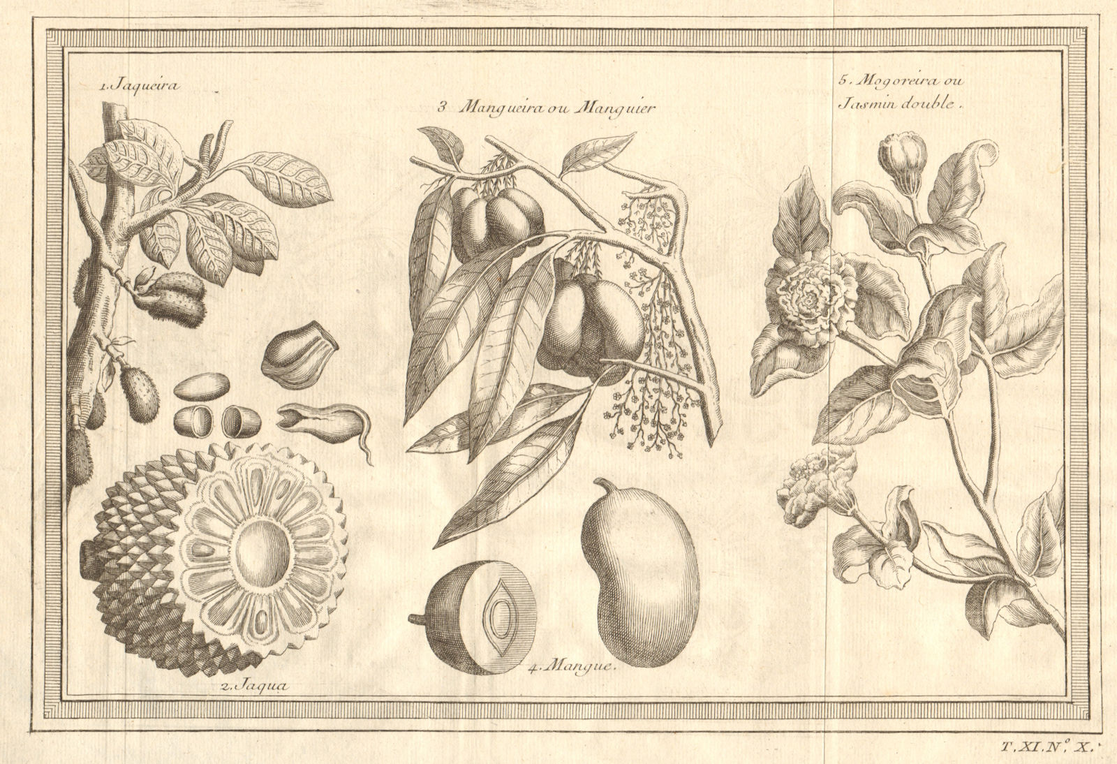 Tropical fruit. Jackfruit. Mango. Arabian Jasmine Mogra double 1753 old print