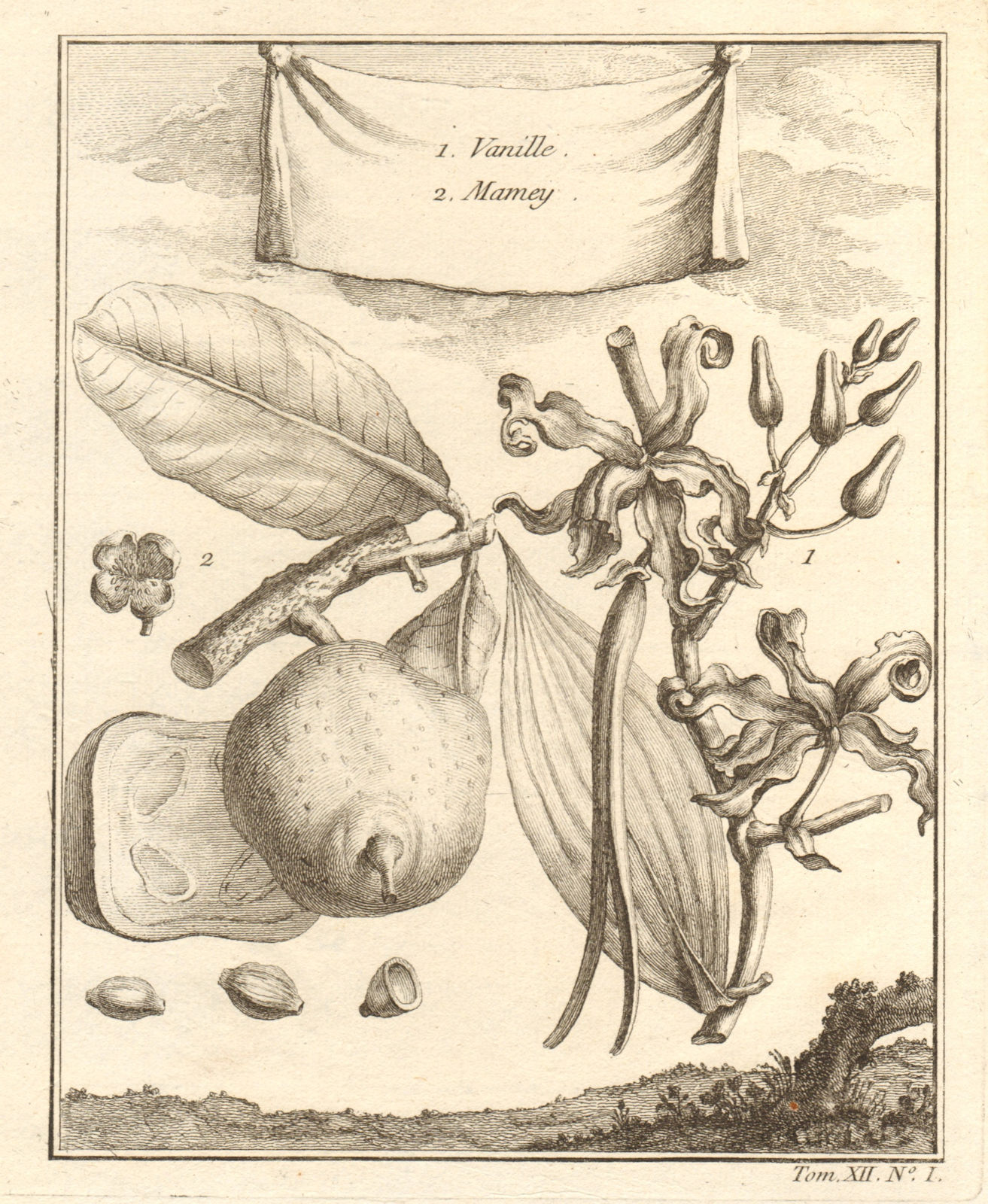 Associate Product Vanilla / vanille & Mamey Sapote. Fruit & spices. Central America 1754 print