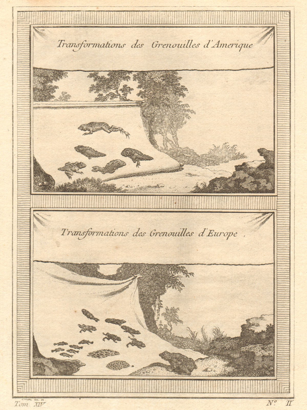 'Transformation des Grenouilles'. American & European frog metamorphosis 1757