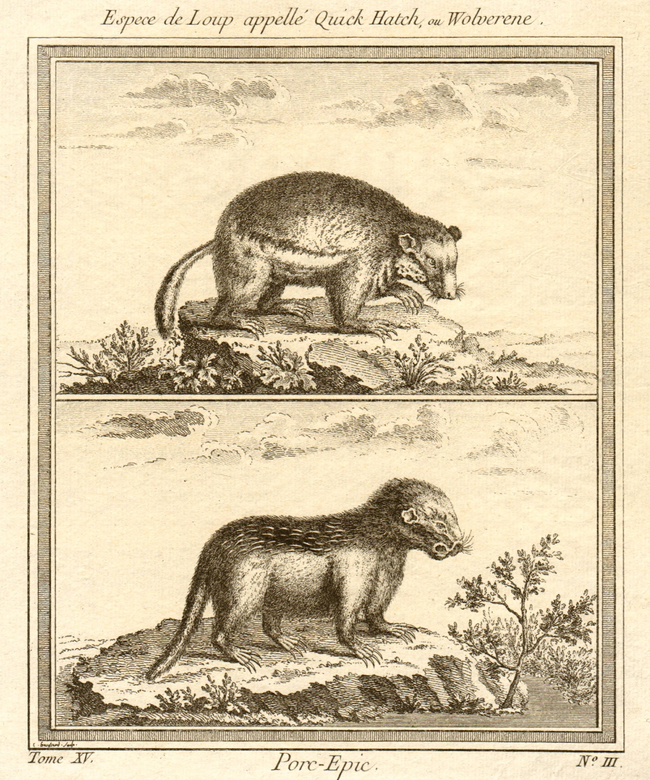Associate Product Quick Hatch or Wolverene. Porc-Epic. Quickhatch wolverine Porcupine 1759 print