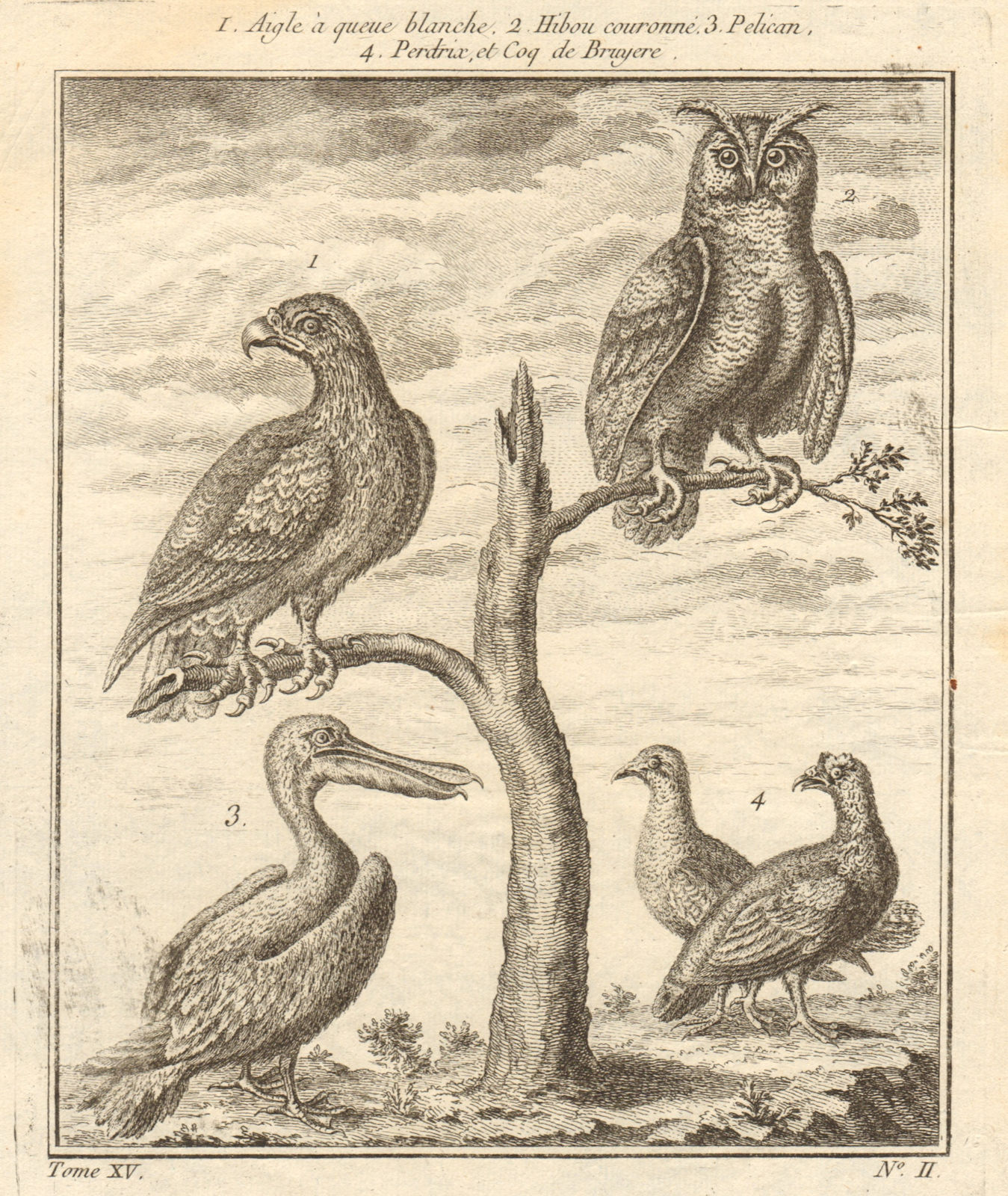Associate Product White tailed eagle. Crowned owl. Pelican. Partridge. Capercaillie 1759 print