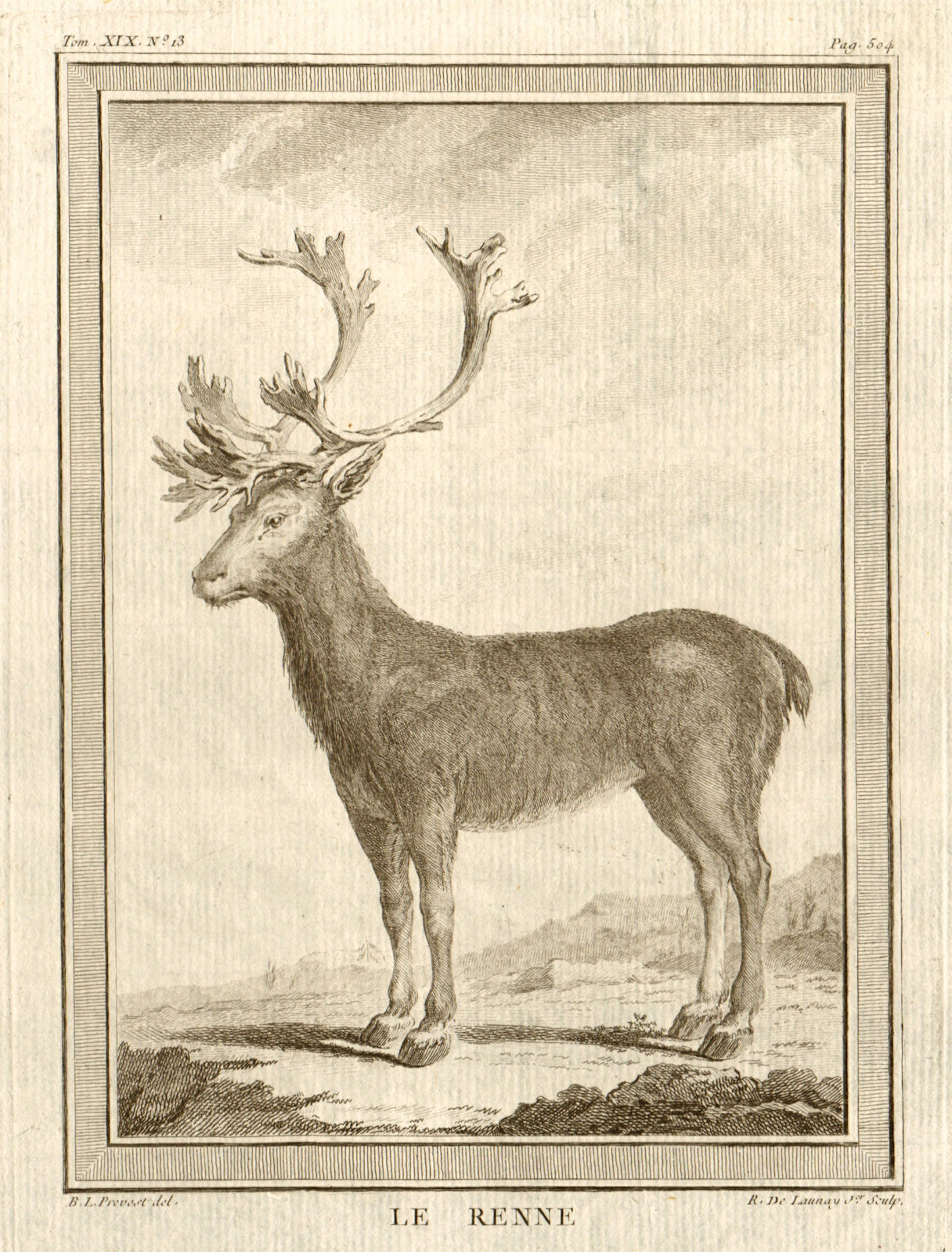 'Le Renne'. Reindeer or Caribou 1770 old antique vintage print picture