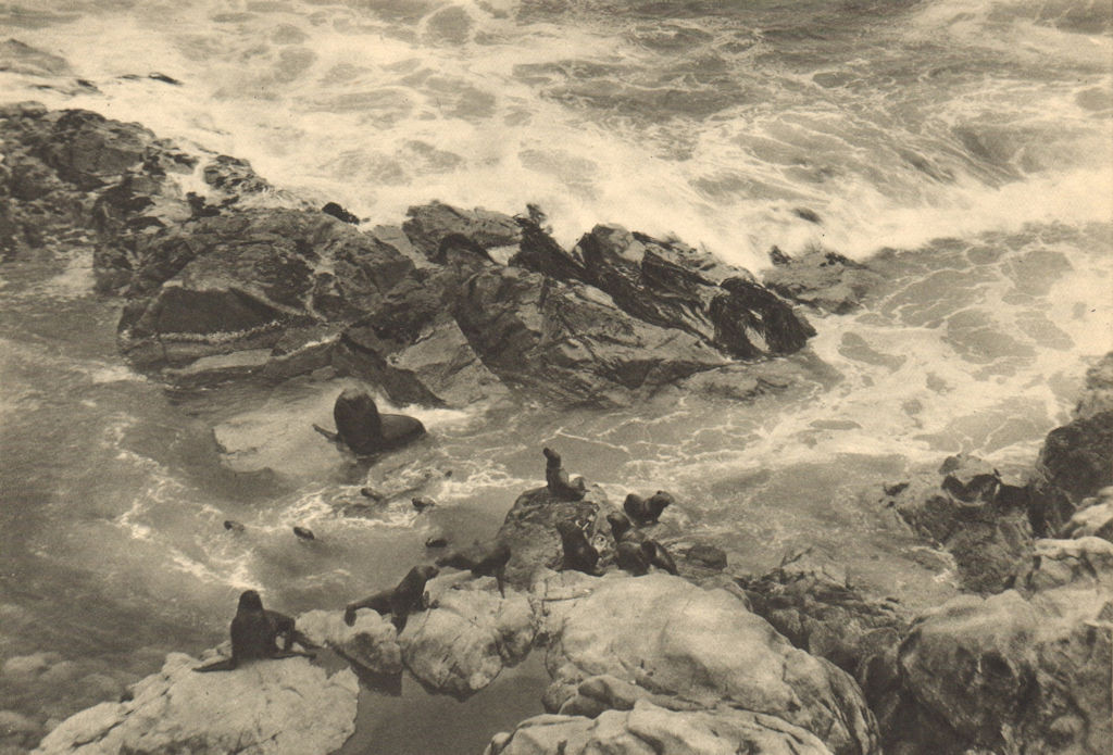 Associate Product CHILE. Arica. Lobos marinos en la isla Alacran. Sea lions on Alacran island 1932