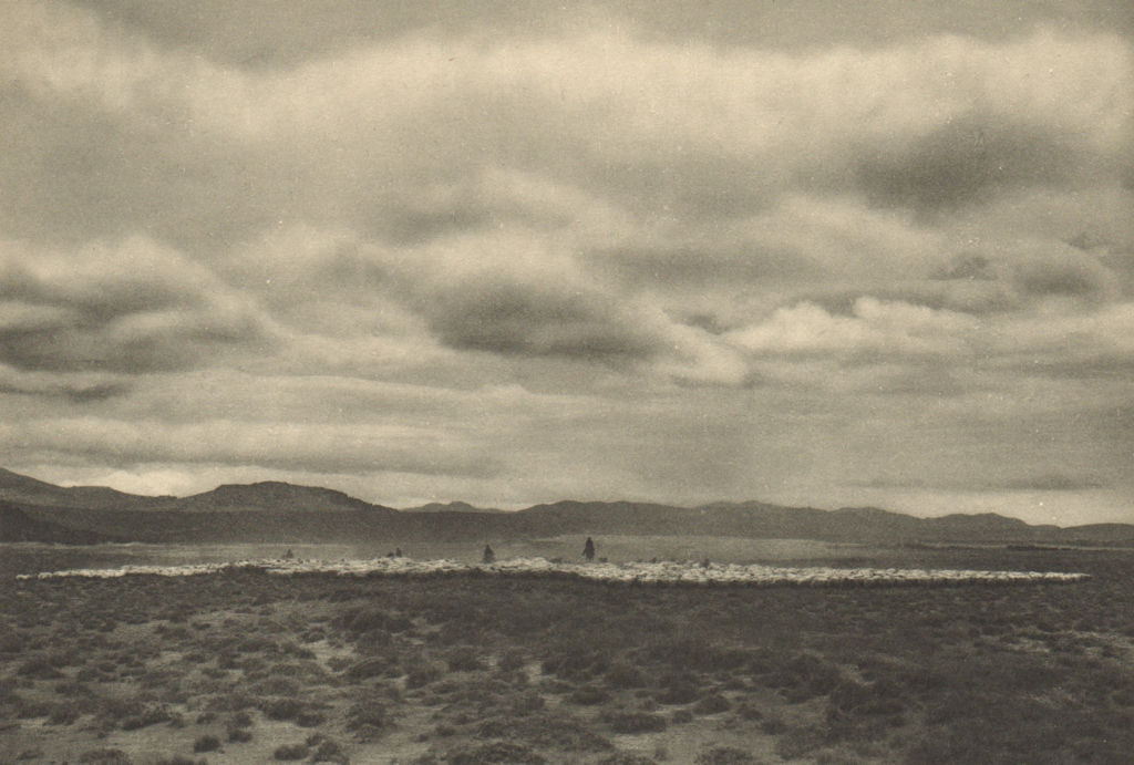 CHILEAN PATAGONIA. Estancia os Leones (Aysen). Manada de ovejas. Sheep 1932