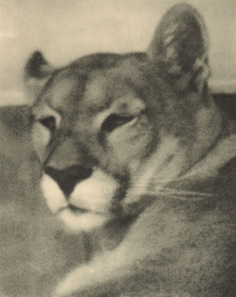 Associate Product CHILEAN PATAGONIA. Puma. Felis concolor 1932 old vintage print picture
