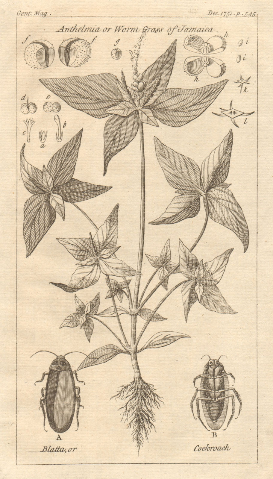 Spigelia Anthelmia quadriphylla Wormbush Pinkroot, erva. Blatta/cockroach 1751