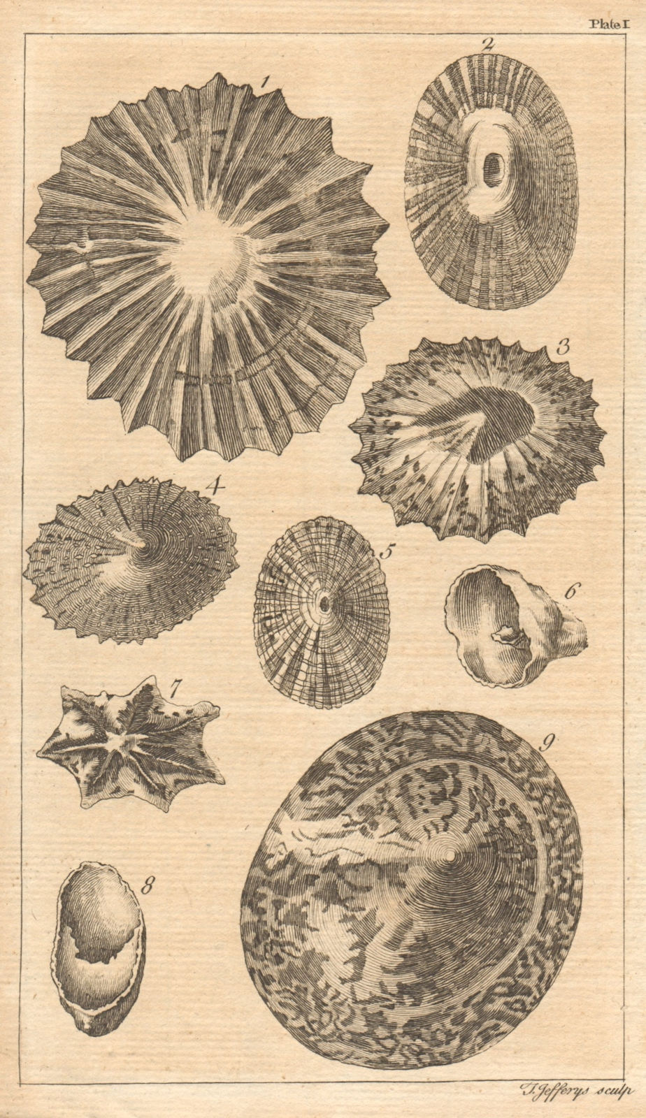 Plate I. Univalve seashells. d'Argenville. Molluscs 1755 old antique print