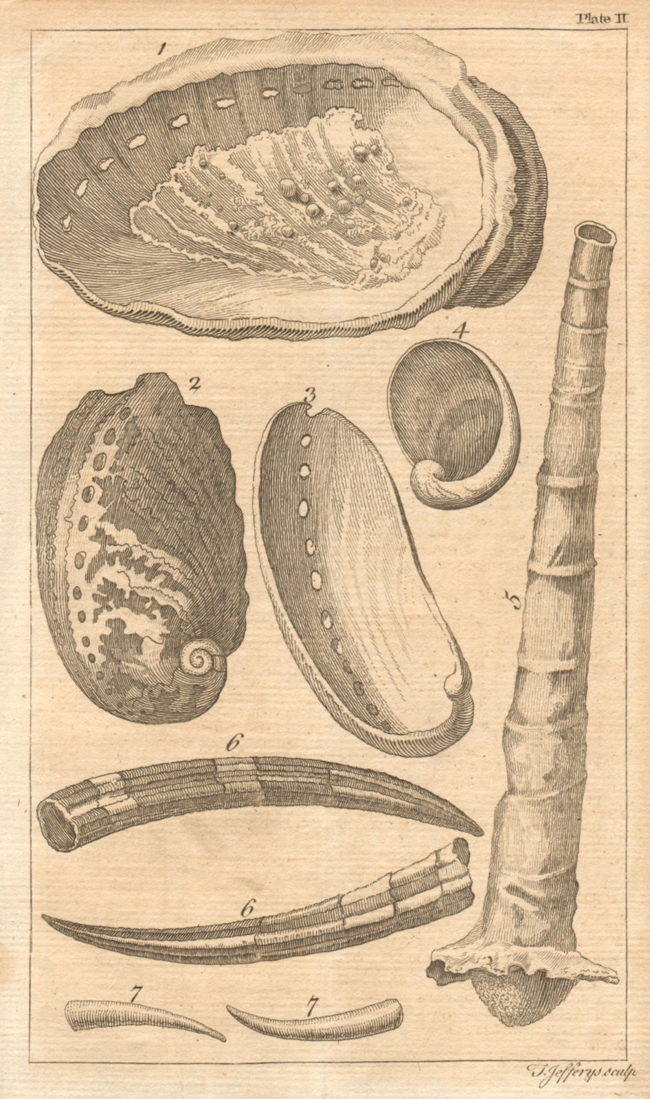Plate II Seashells Sea Ear/Haliotis Wormshell/Serpula Tooth shell/Dentalia 1755
