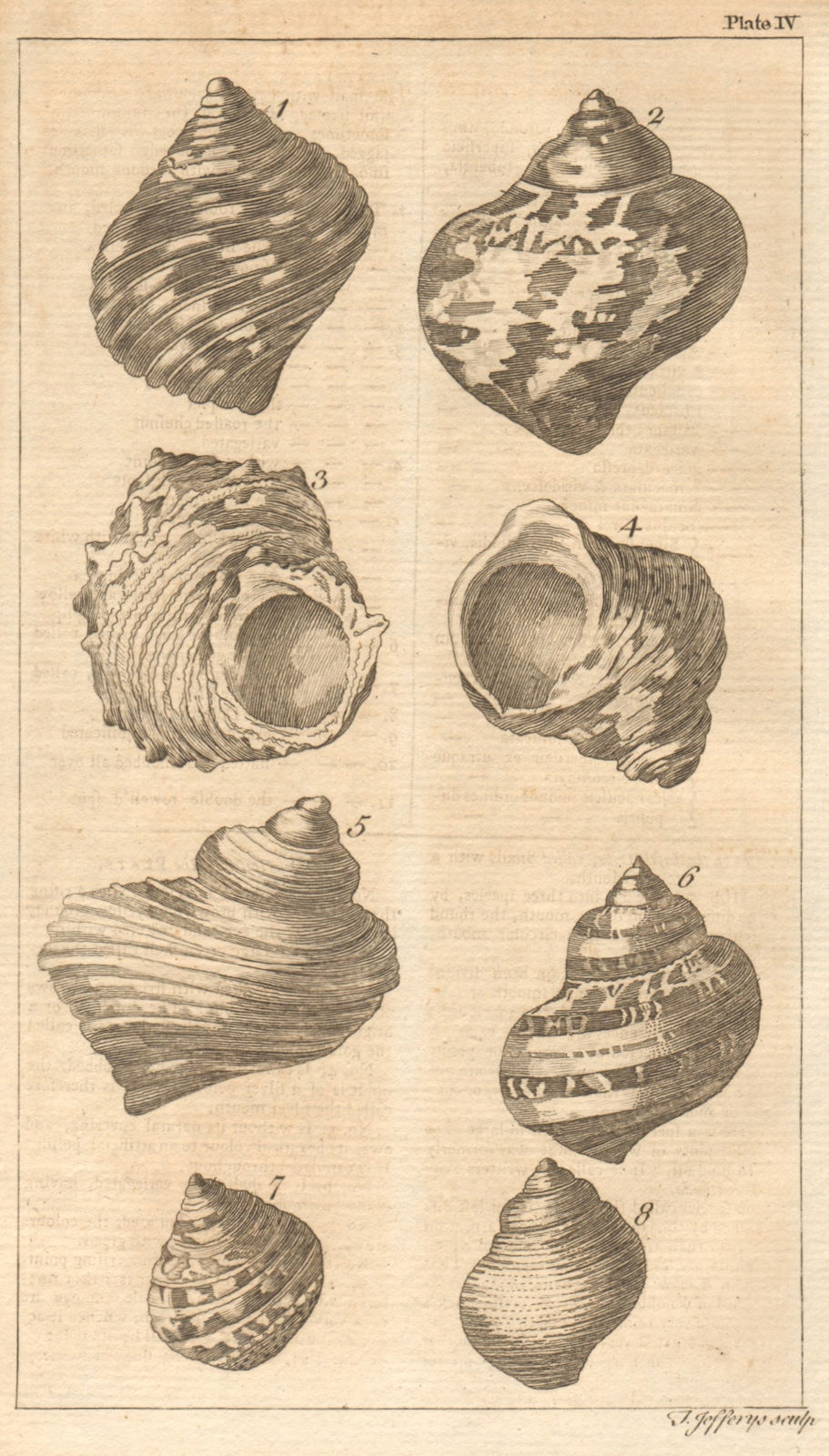 Plate IV. Seashells. Whirl, Turbo. Molluscs 1755 old antique print picture