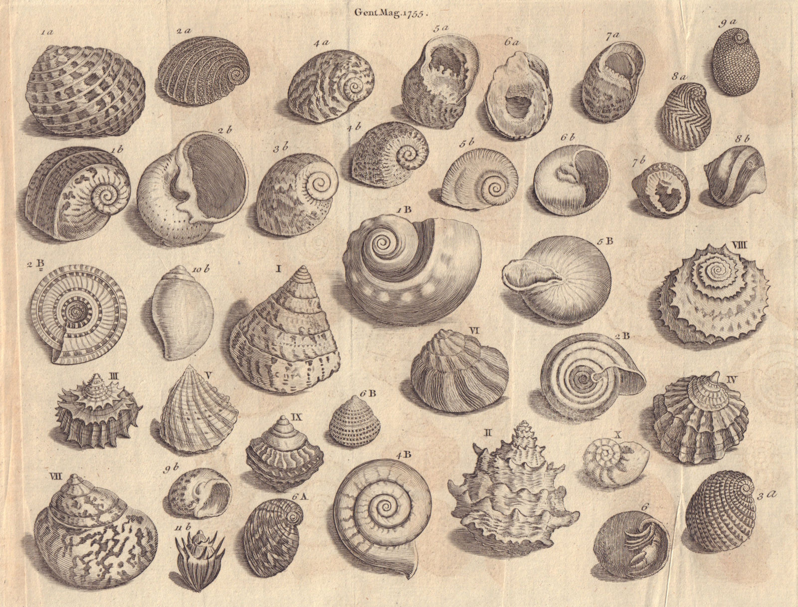 Seashells Nerite Whirl/Turbo Topshell/Trochus Trumpet/Buccinum Snail/Helix 1755