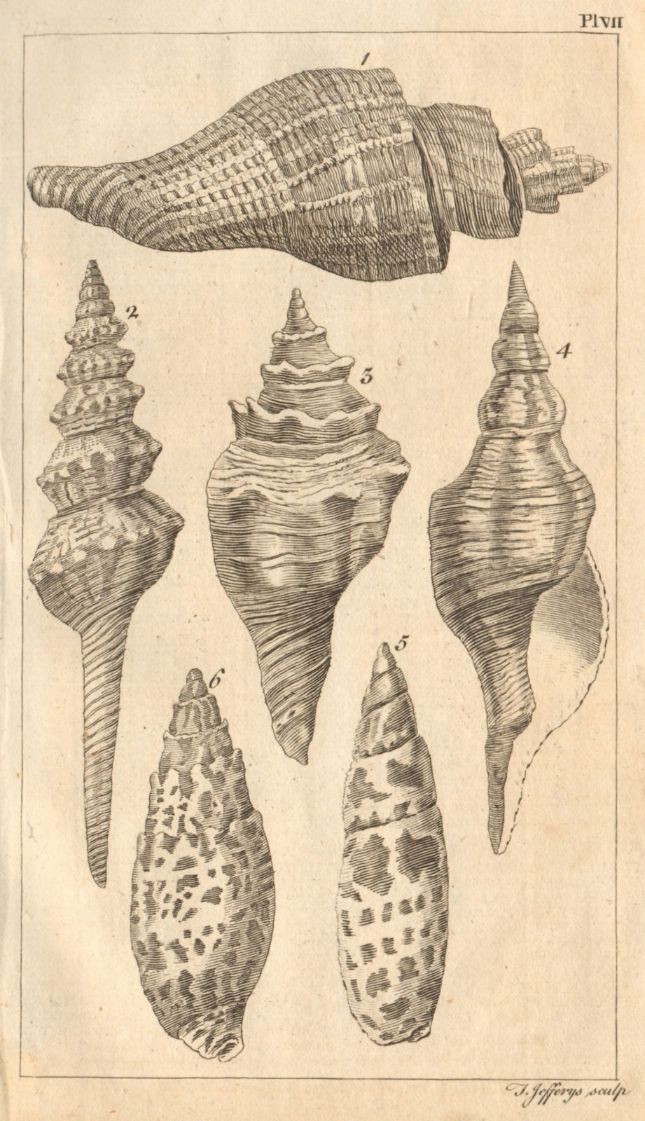 Plate VII. Seashells. Rock / Murex. Volute / Voluta. Molluscs 1755 old print
