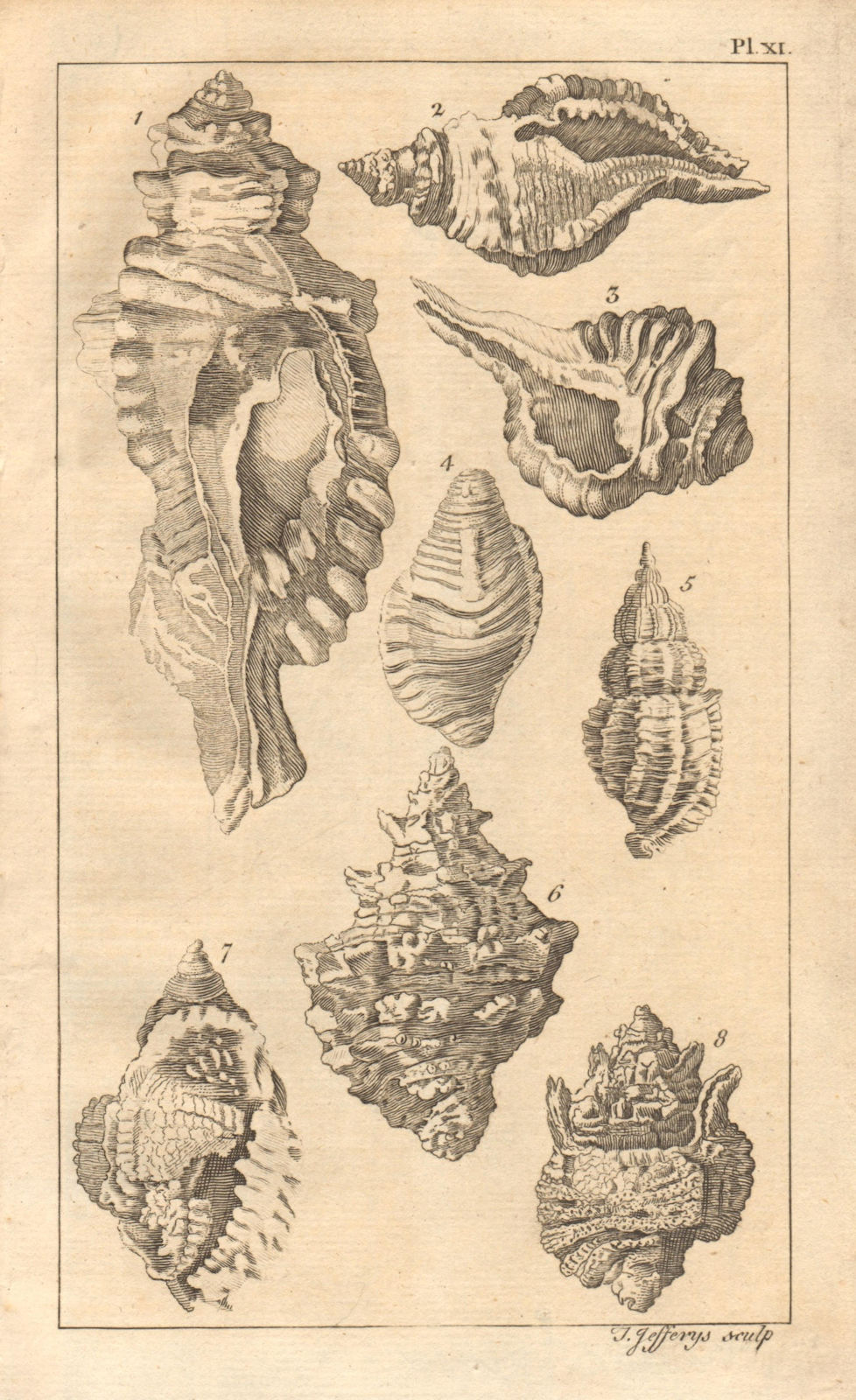 Plate XI. Seashells. Rock, Murex. Molluscs 1756 old antique print picture