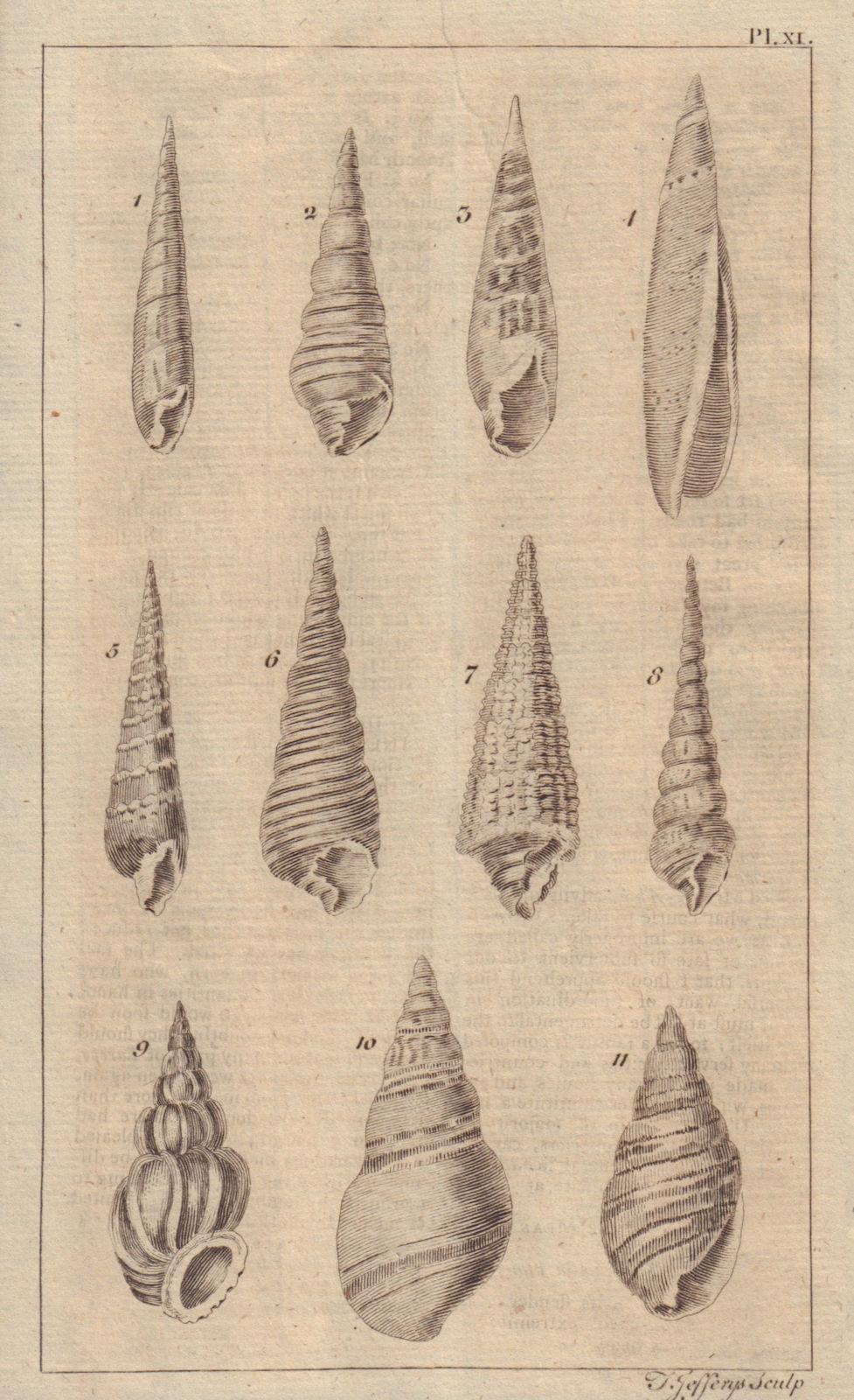 Seashells Trumpet/Buccinum Voluta Dipper/Bulla Whirl/Turbo Rock/Murex 1756