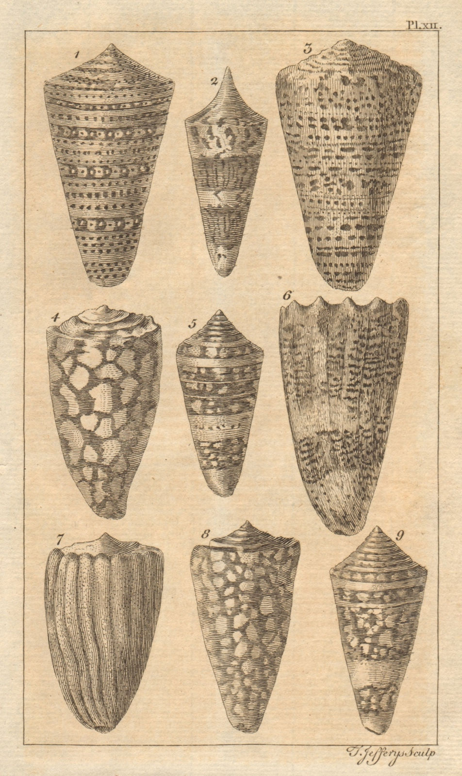 Plate XII. Seashells. Molluscs. Admiral. Tyger. Imperial Crown 1757 old print