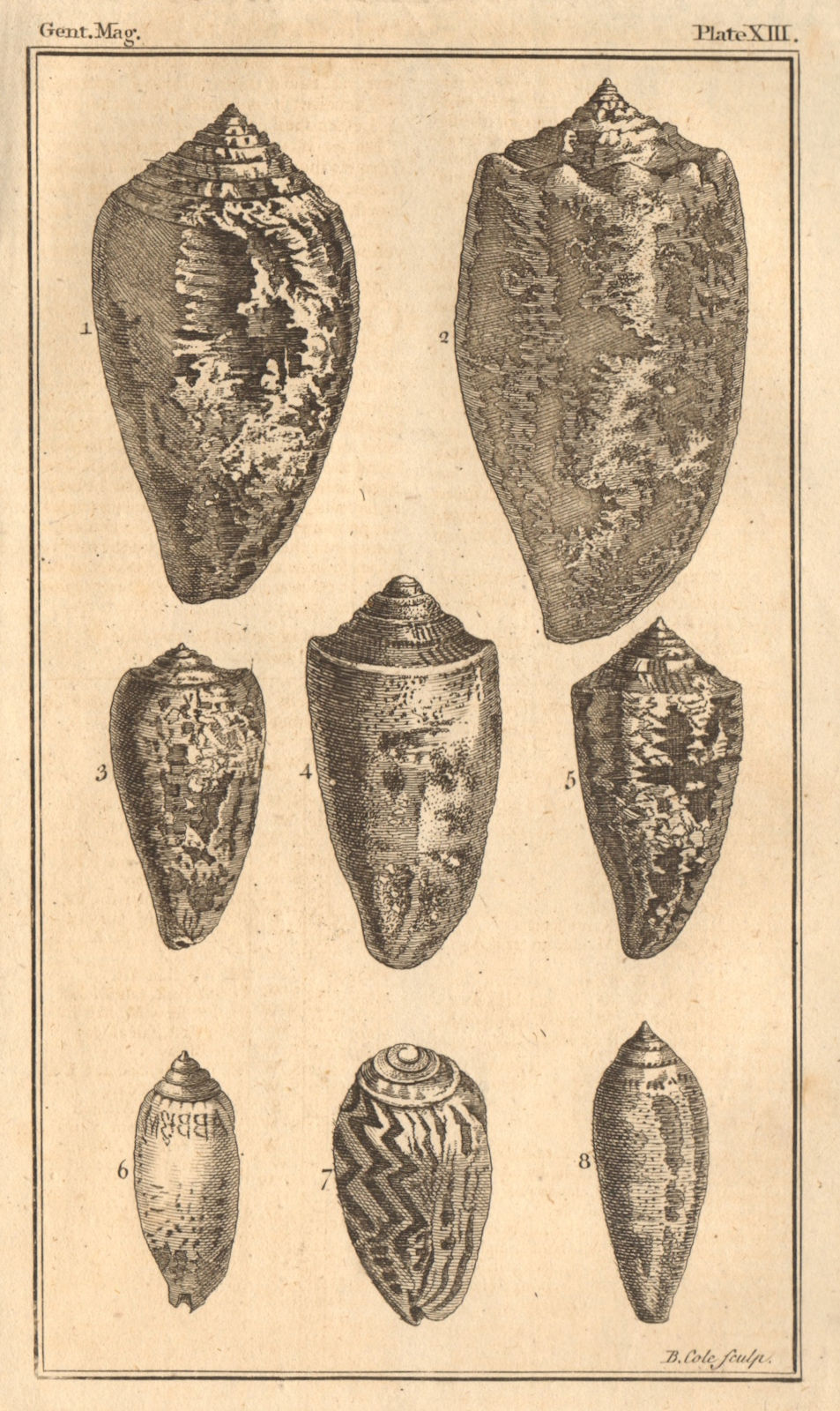 Plate XIII. Seashells. Cone / Conus. Volute / Voluta. Molluscs 1757 old print