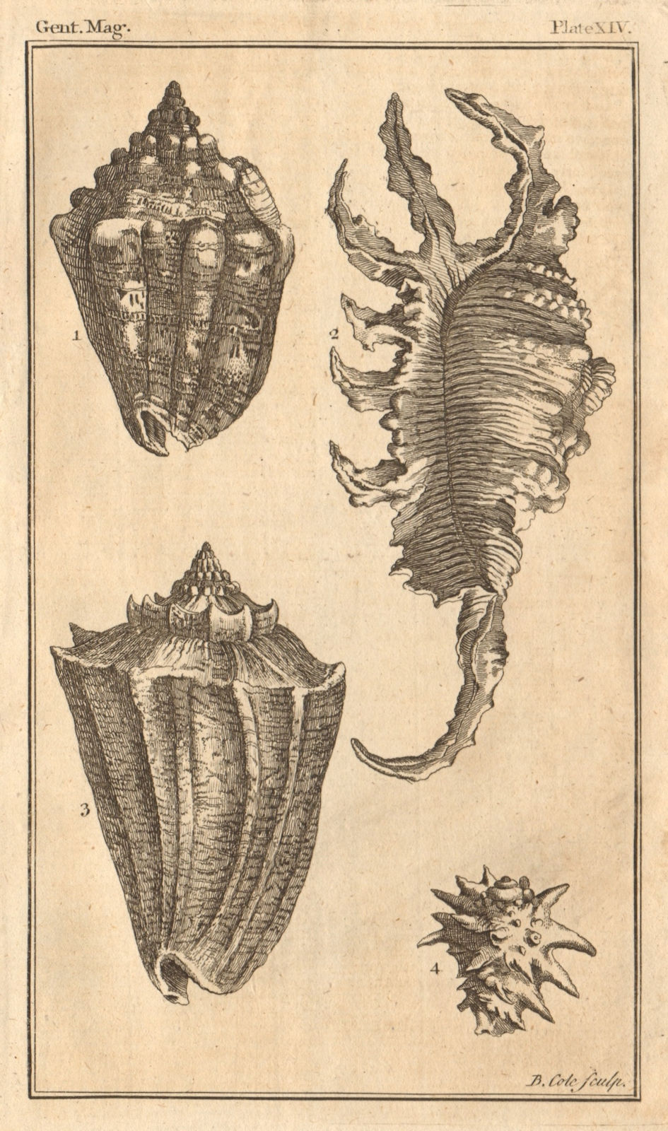 Plate XIV. Seashells. Volute/Voluta. Wing/Strombus. Rock/Murex. Molluscs 1757
