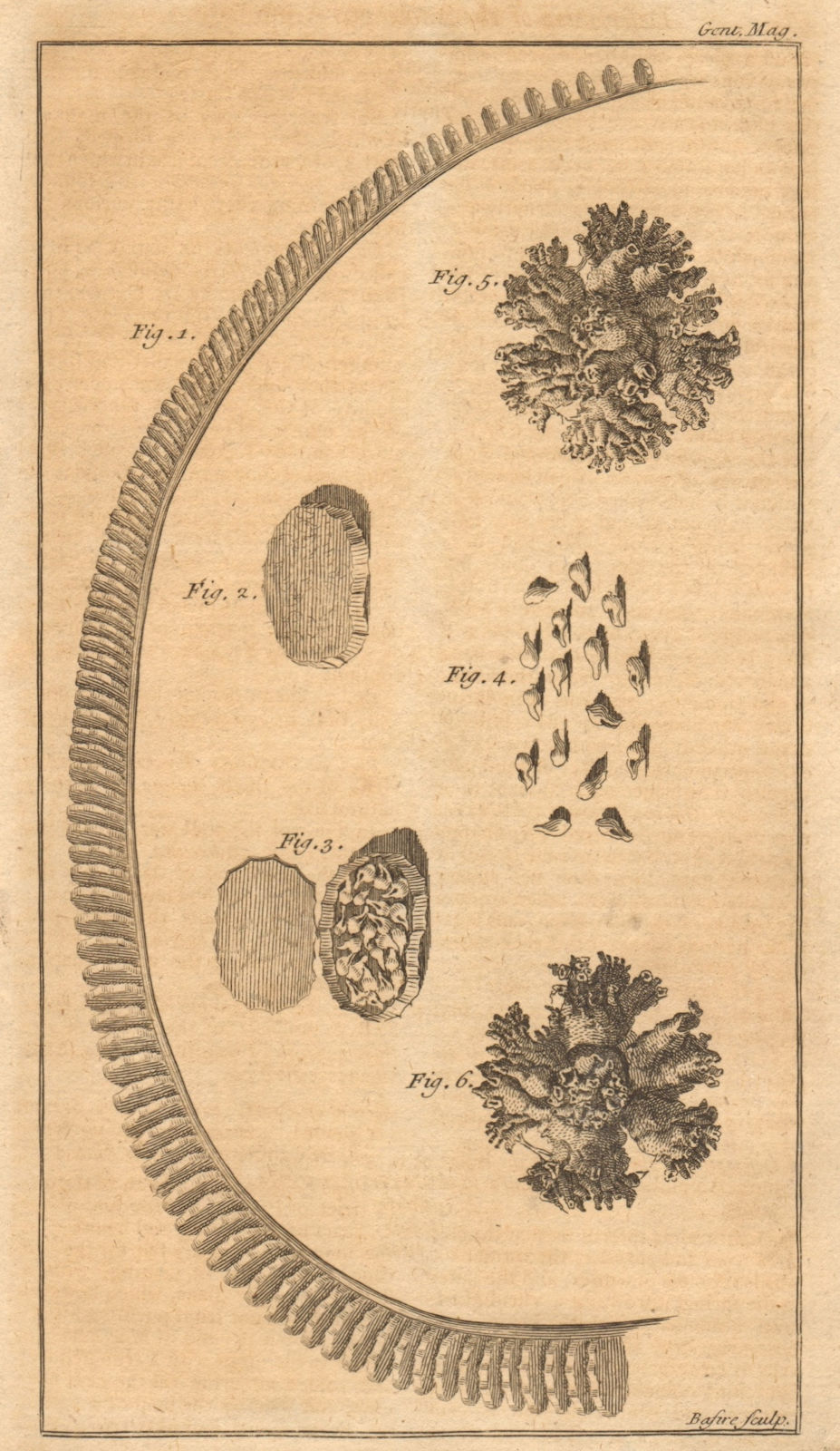 Shell matrix. Buccinum Ampullatum. Human bladder calculi. Molluscs 1757 print