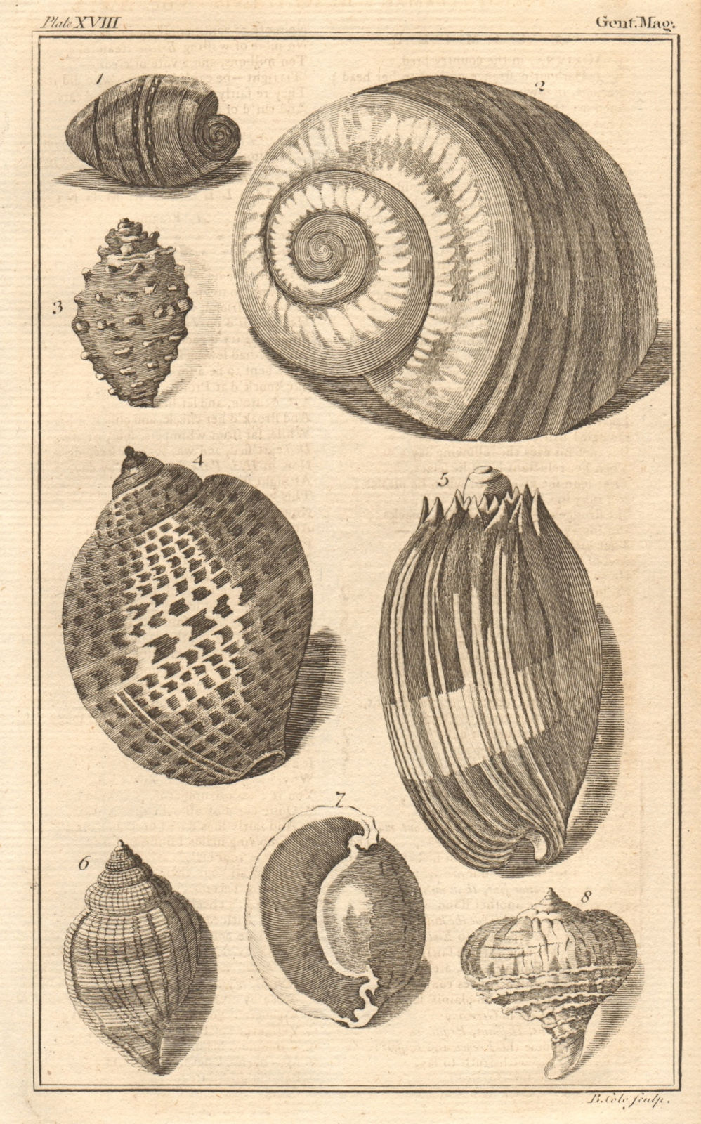 Seashells Dipper/Bulla Snail/Helix Rock/Murex Trumpet/Buccinum Volute 1759