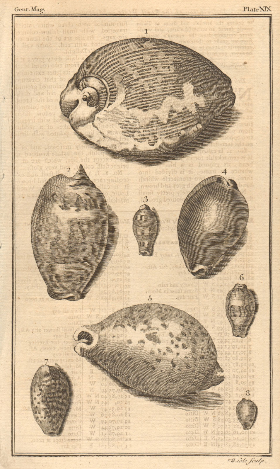 Plate XIX. Sea shells. Cowry, Cyproea. Molluscs 1759 old antique print picture
