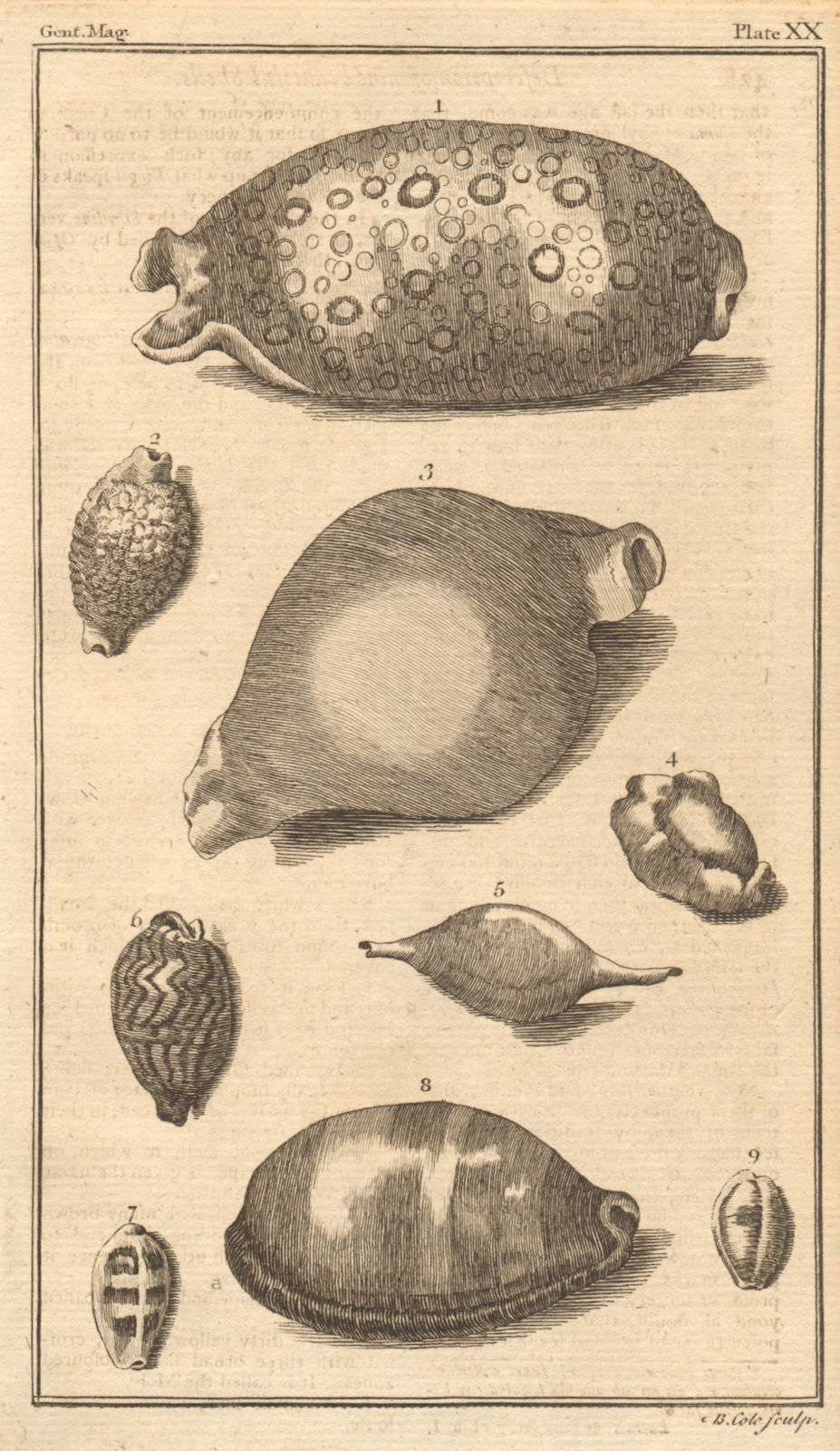 Plate XX. Seashells. Cowry / Cyproea. Dipper / Bulla. Molluscs 1759 old print