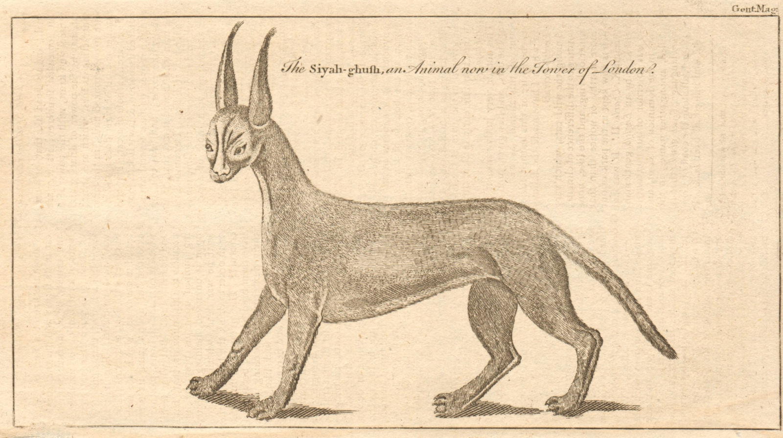 The Siyah-ghush or Lynx, an animal now in the Tower of London. Cats 1761 print