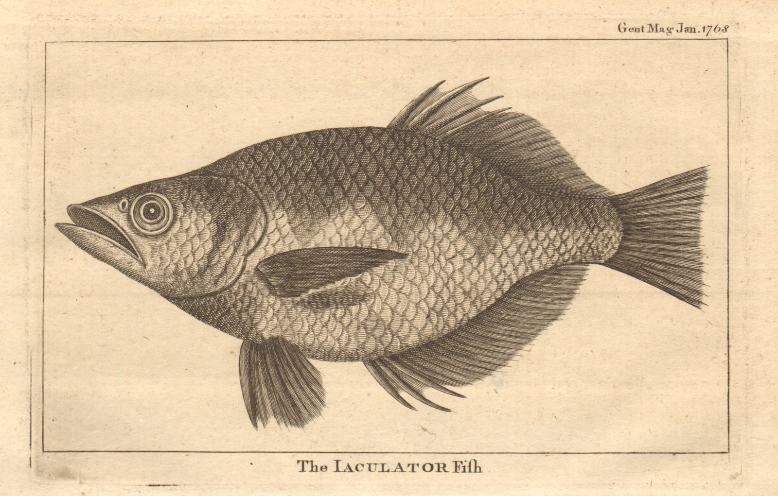 The Jaculator fish. Archerfish 1768 old antique vintage print picture