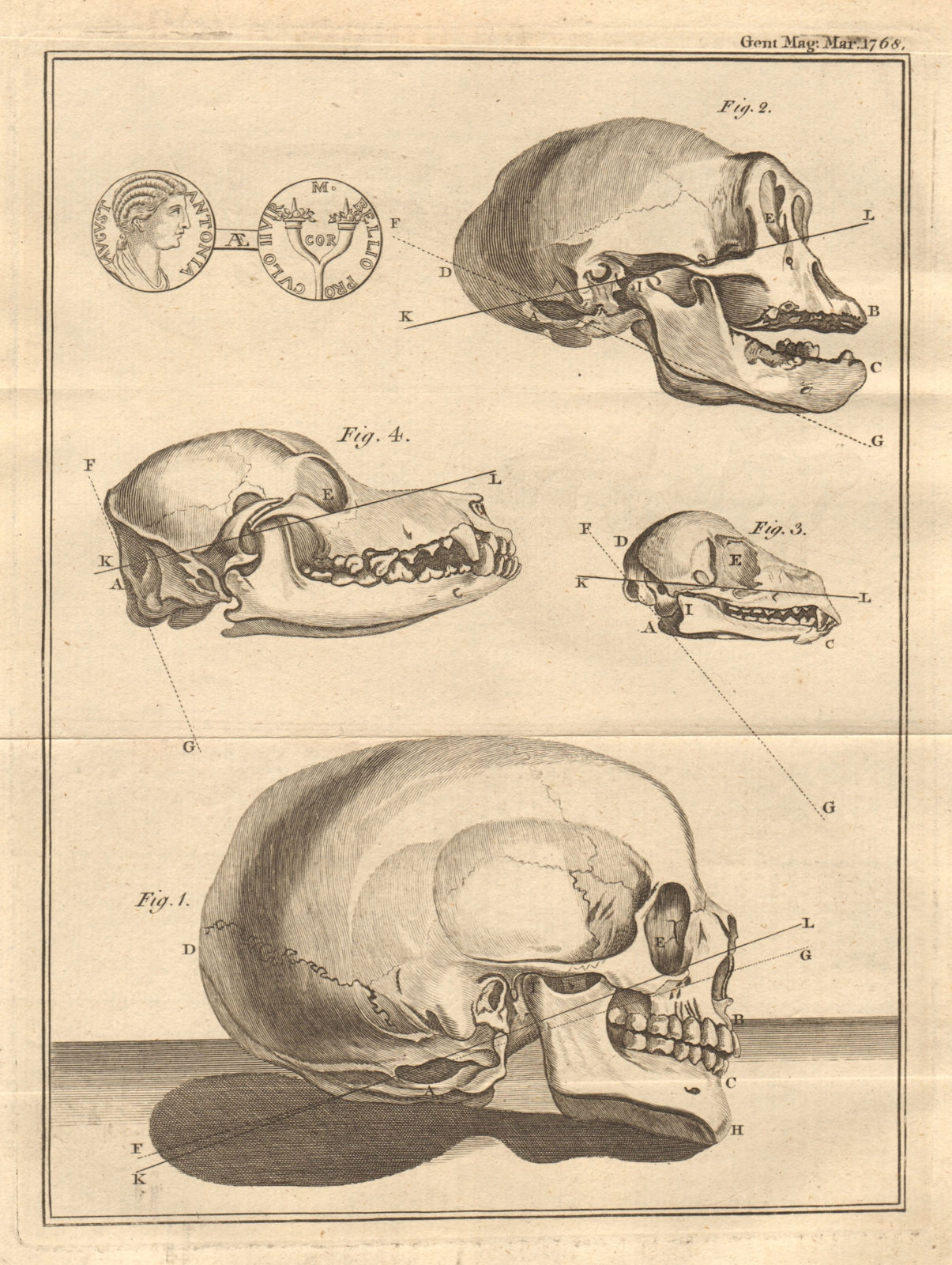 Associate Product Occipital Aperture in animal skulls. Roman Brass coin of Antonia Augusta 1768