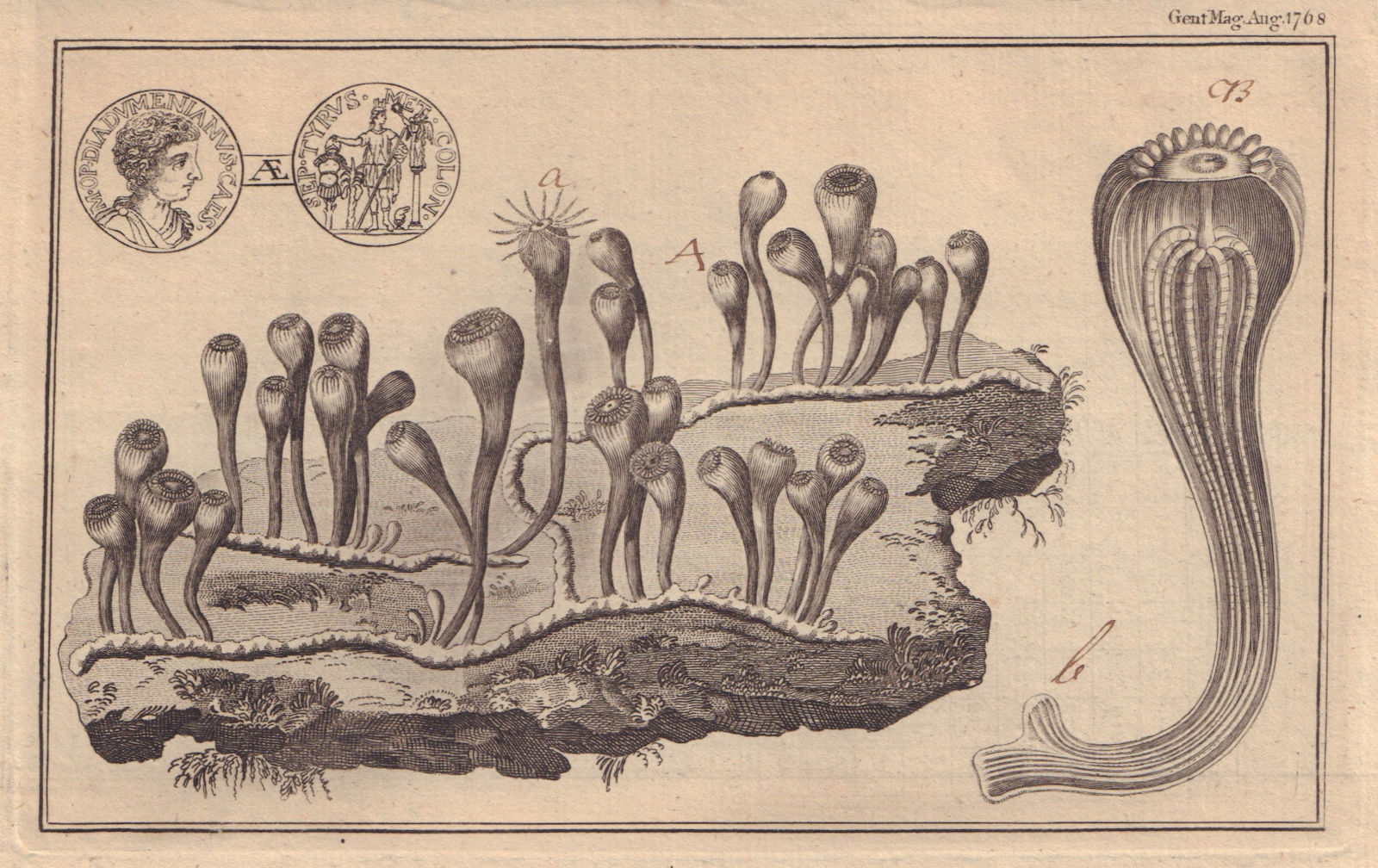 Sea anemone. Zoophyte. Actinea Societa. Roman Diadumenianus brass coin 1768